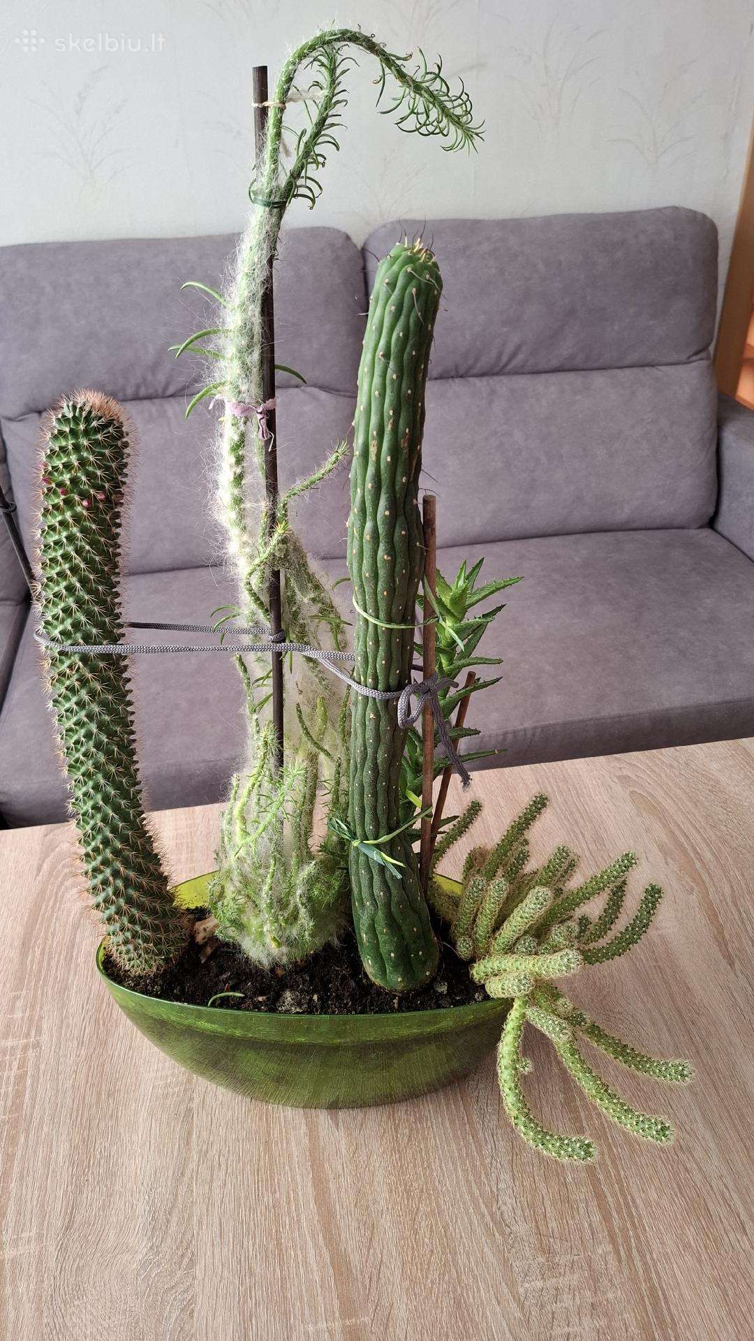 Flora