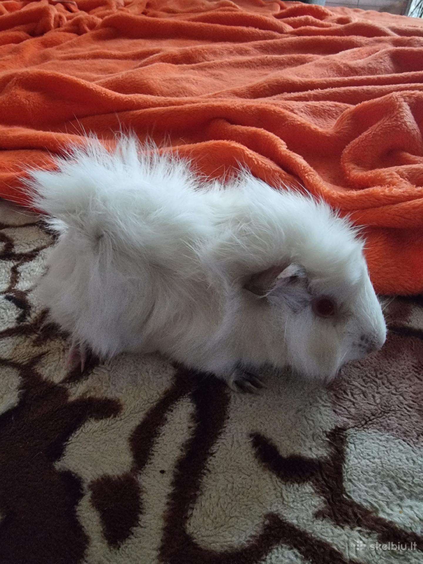 Jūrų kiaulytės