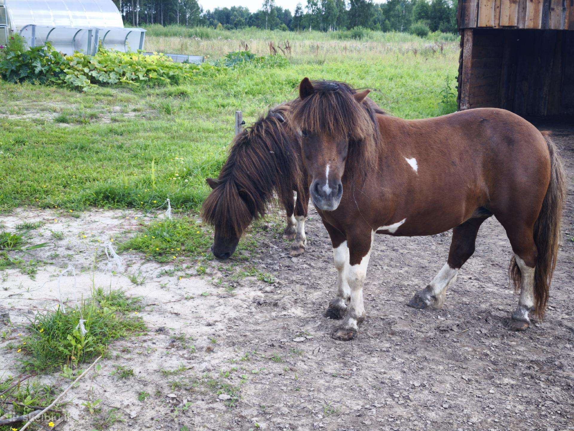Ponių pora