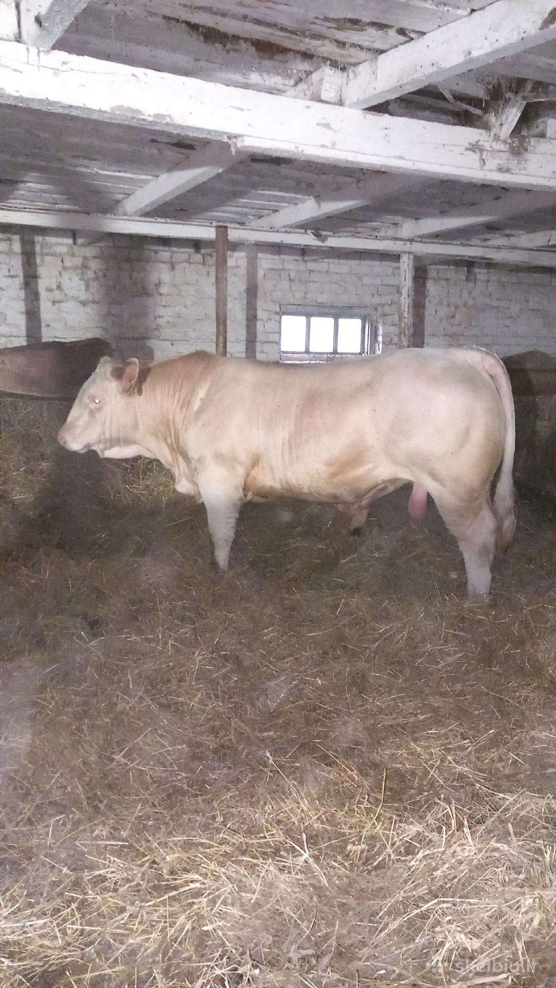 Puiki ivesticija i bandos didinima 600kg