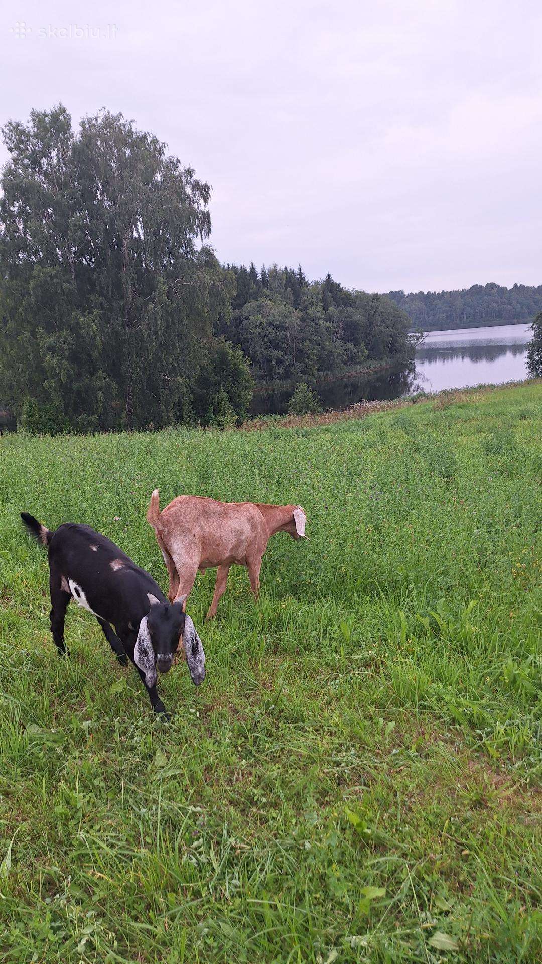 Parduodamas ožiukas