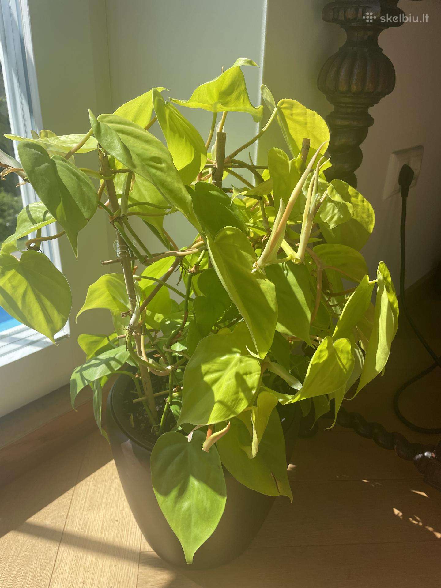 Filodendras Limon Lime