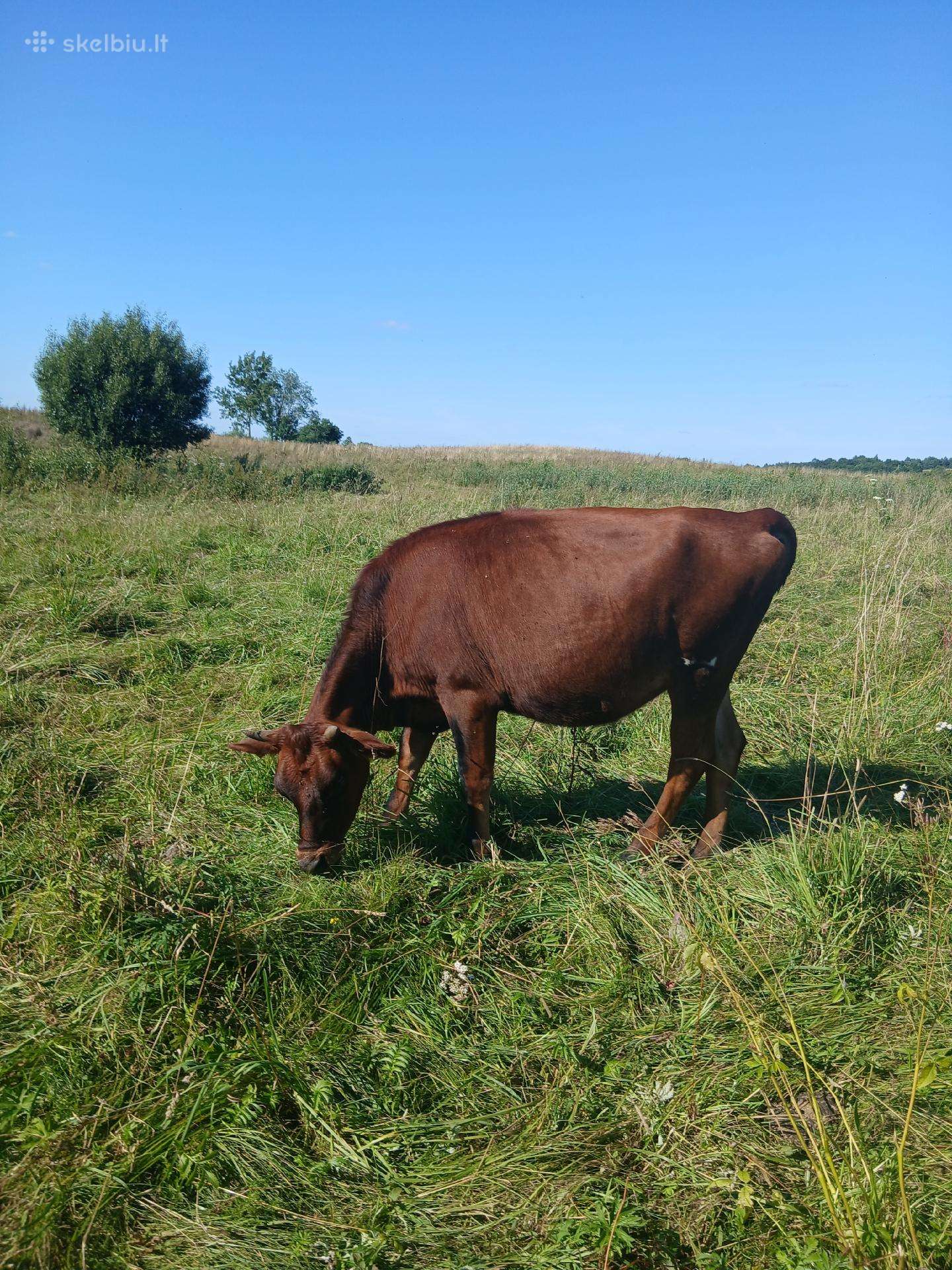 Parduodu veršinga telyčią