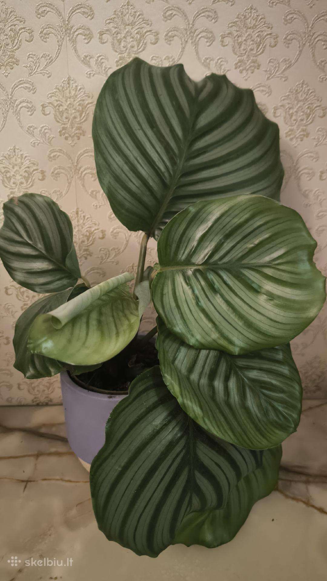 Calathea Orbifolia Kalateja