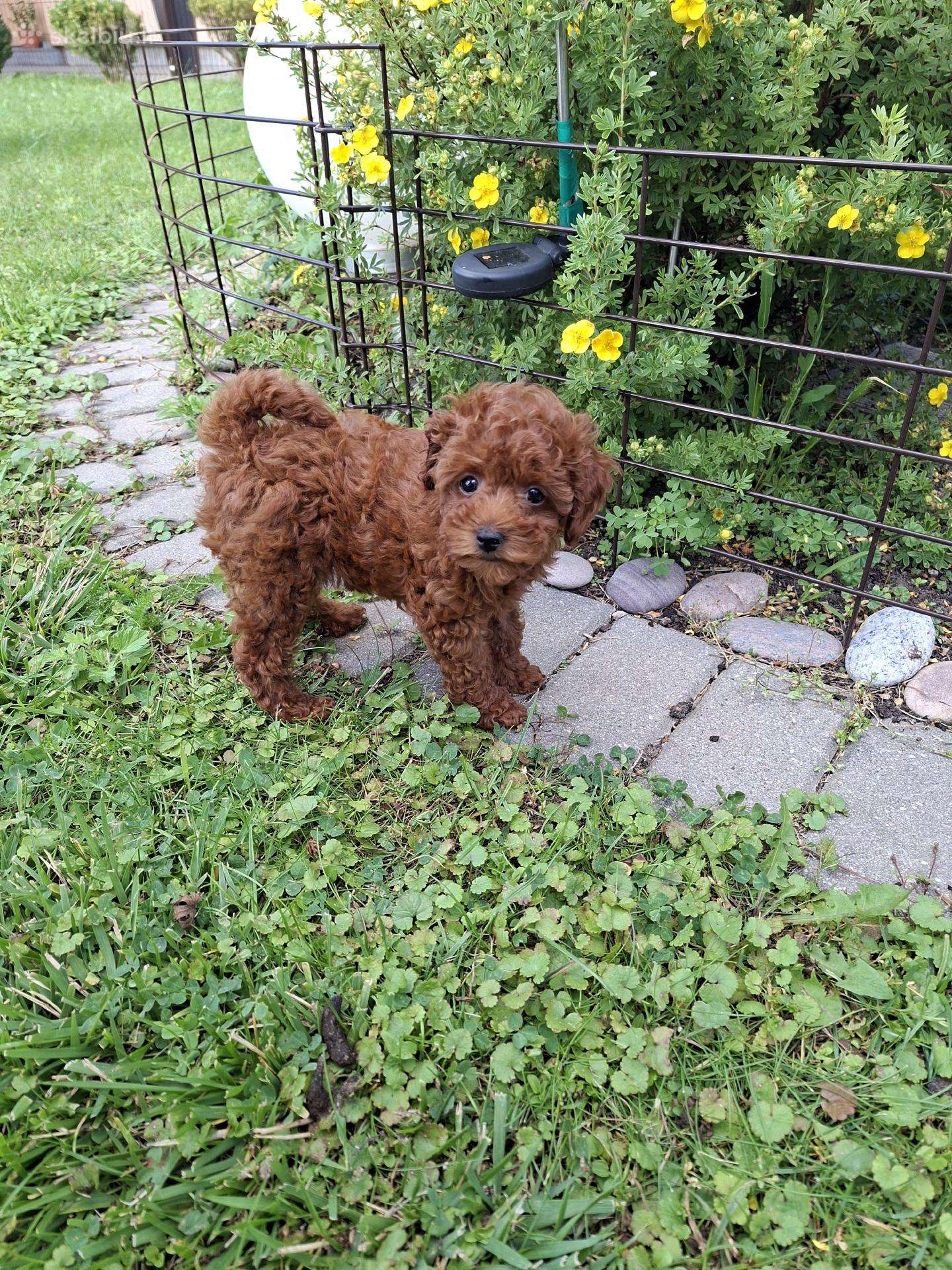Pudelyte Toy mergyte miniuke Red 2mėn.
