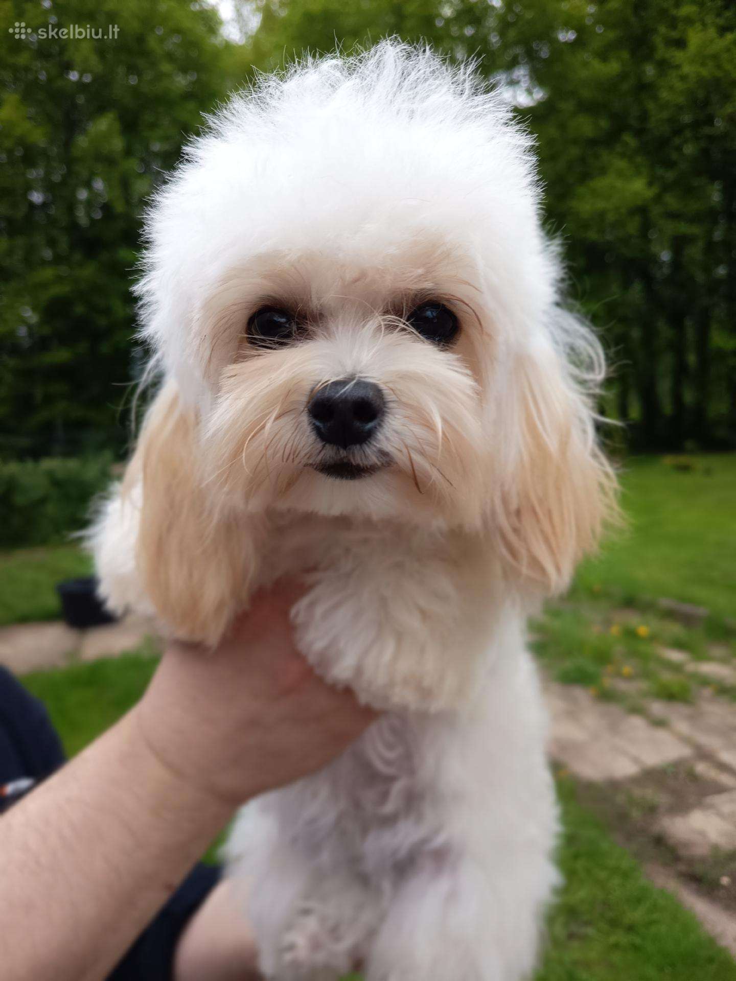 Maltipoo mergaites