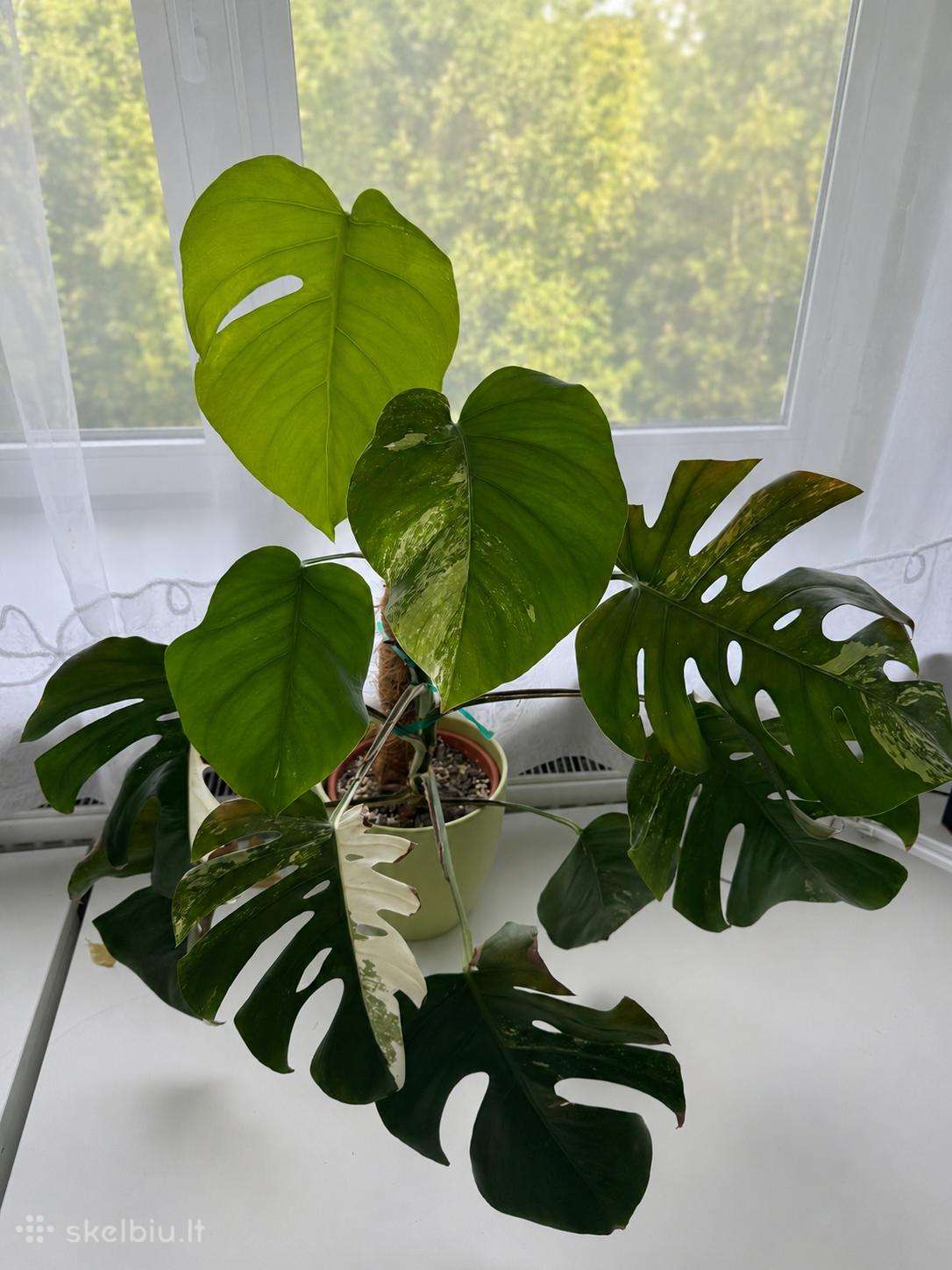 Monstera Albo variegata