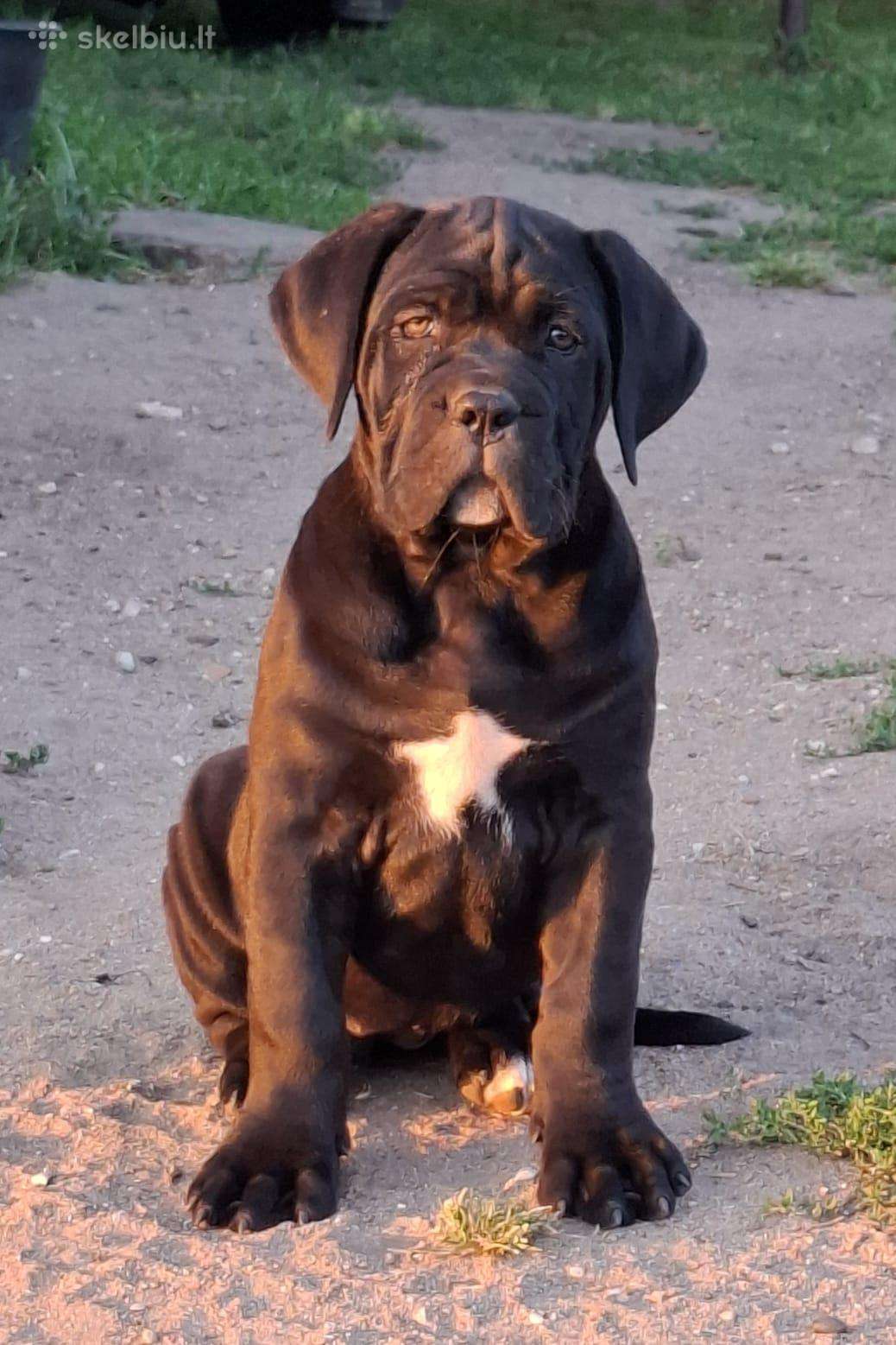 Cane Corso šuniukai su Ksu/fci dokumentais