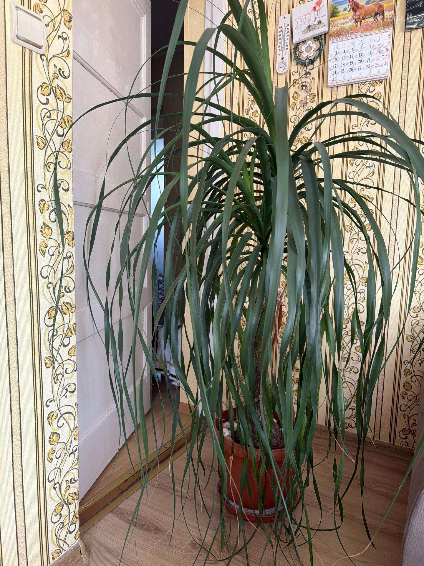 Beaucarnea