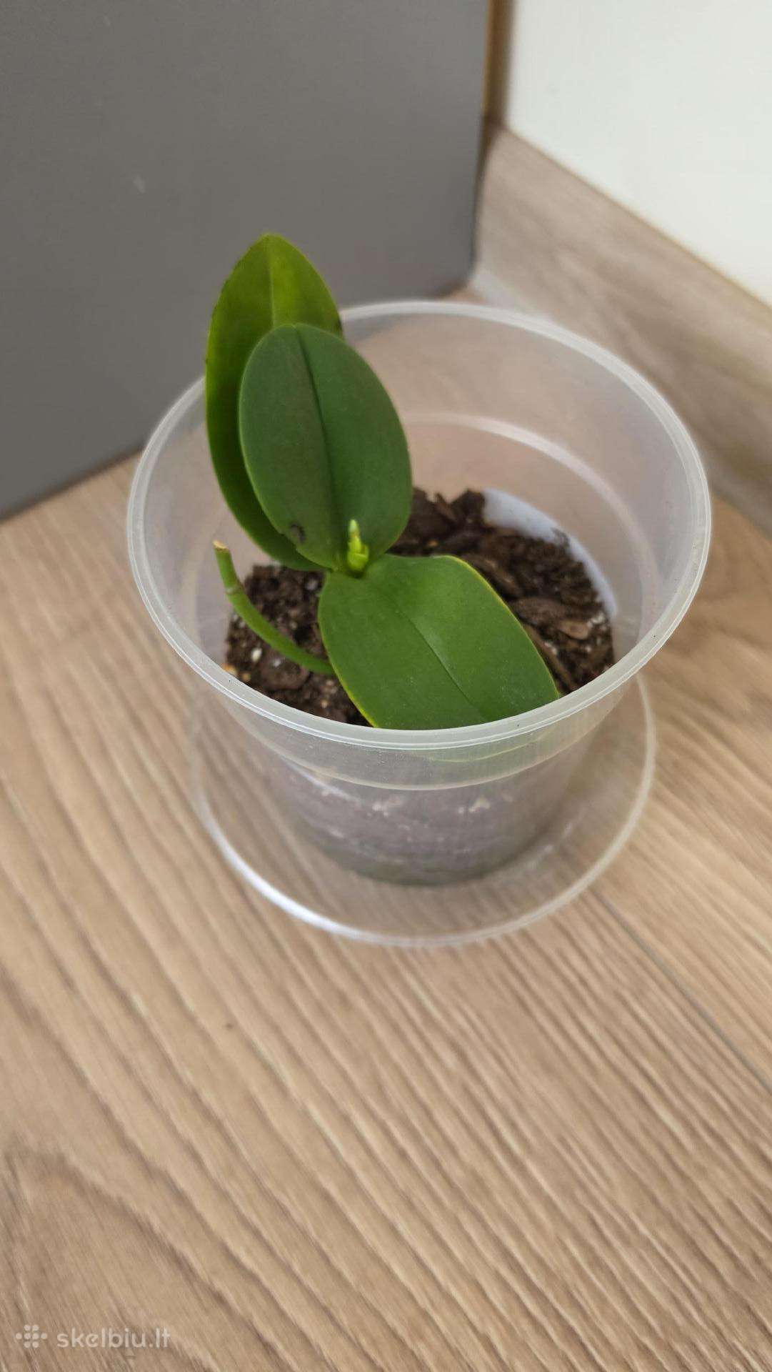 Orchidėja