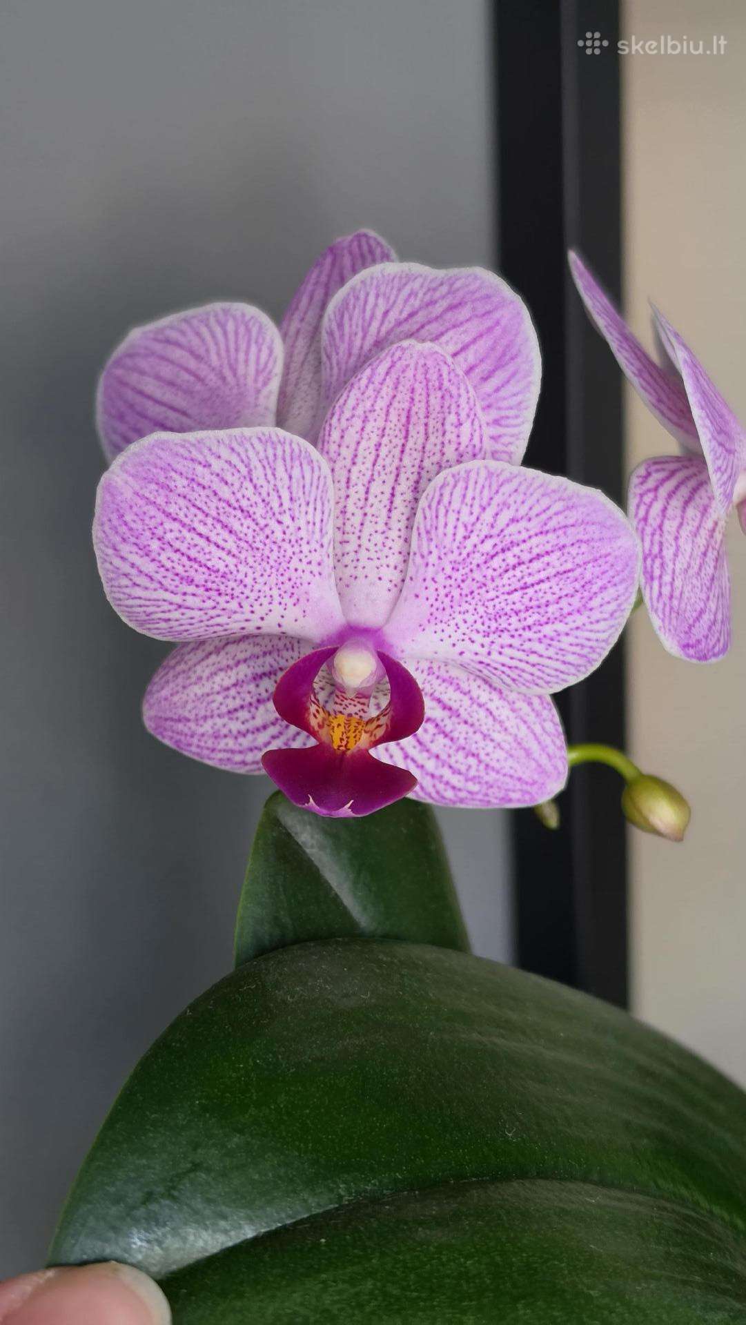 Orchidėja