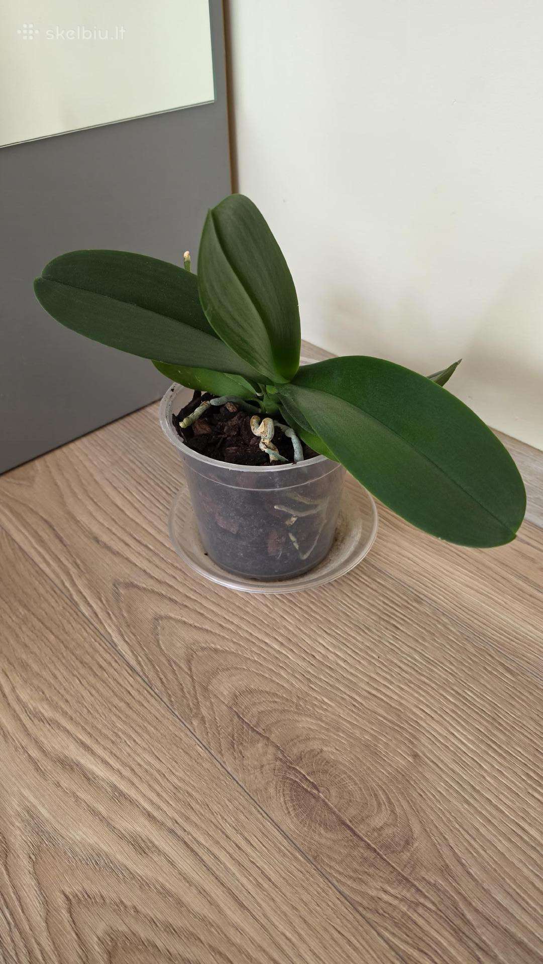 Orchidėja