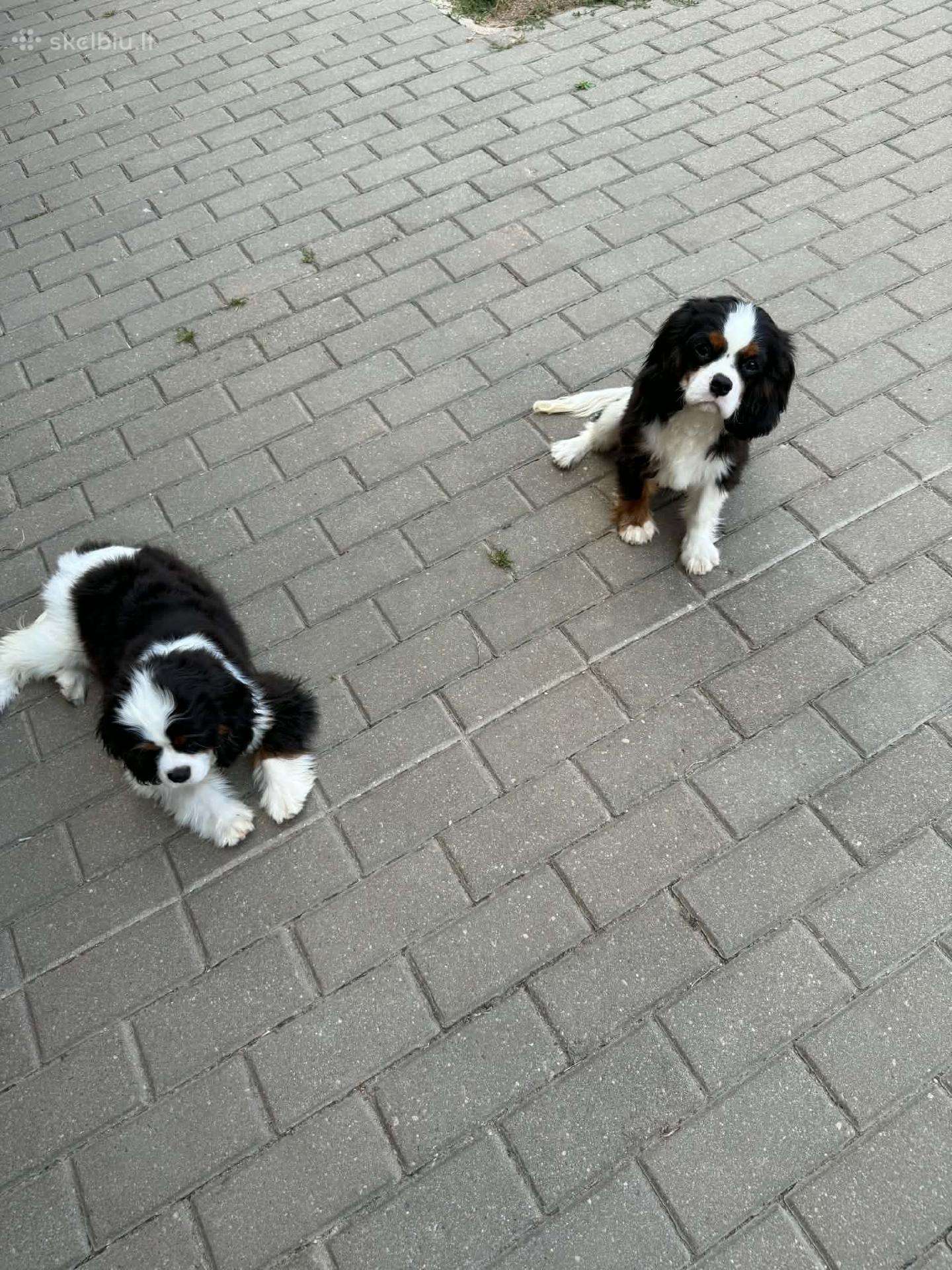 Kavalieriaus karaliaus Karolio spanieliukai