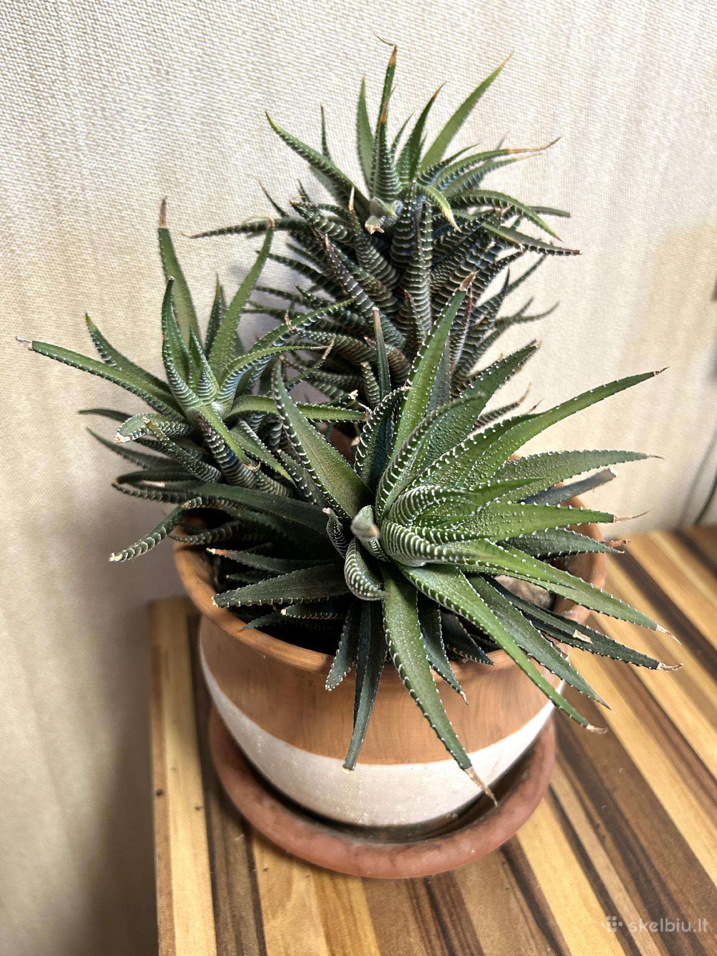Didelė Haworthia