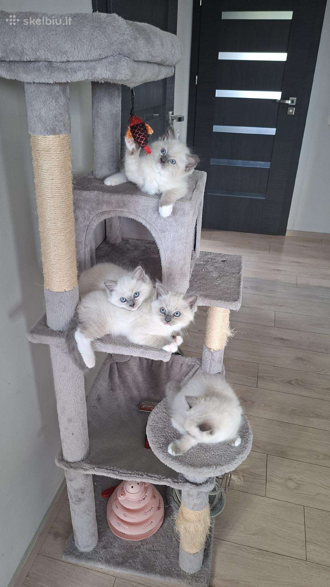 Ragdoll veislės kačiukai