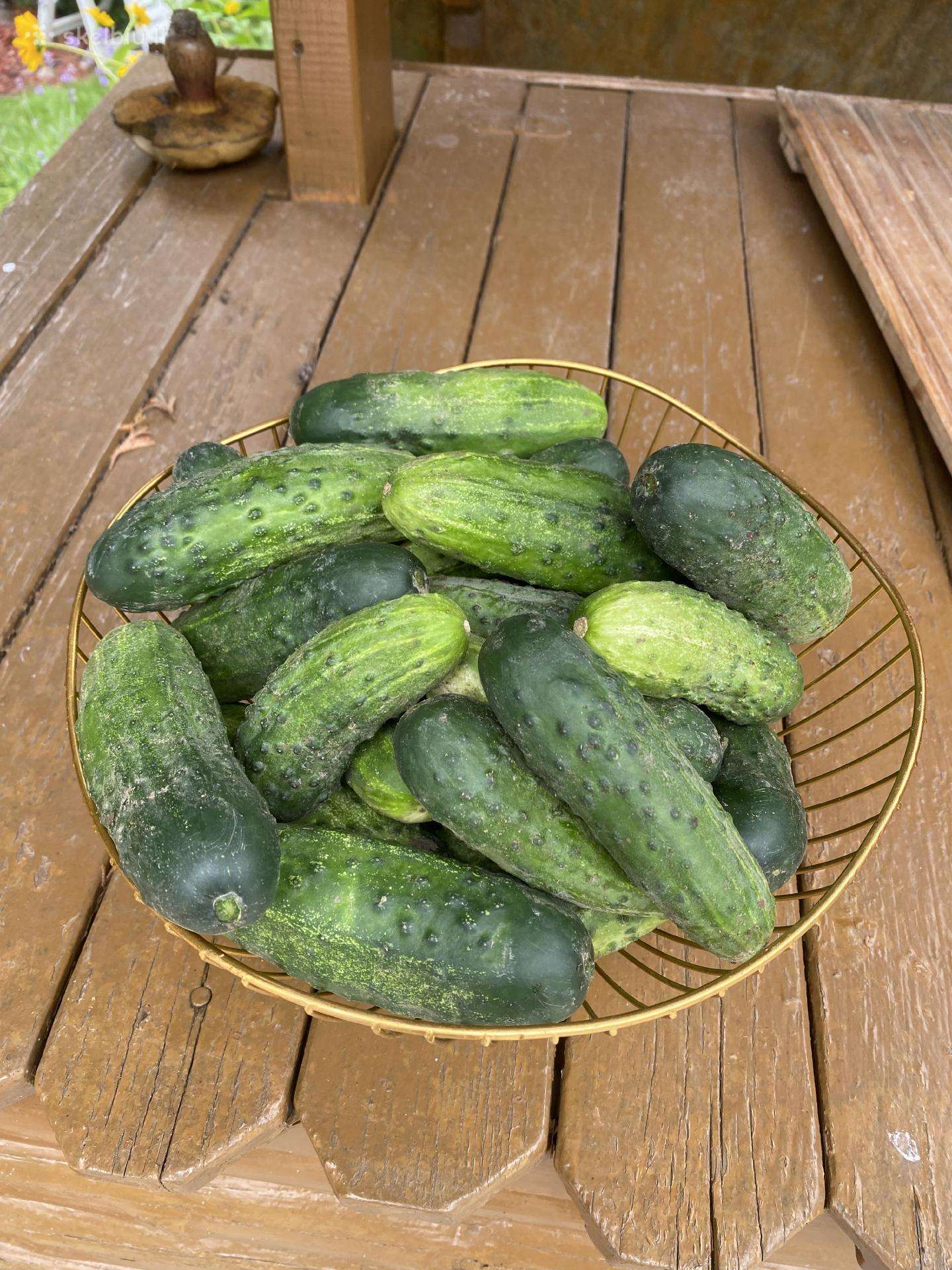 Lauko agurkai, česnakai