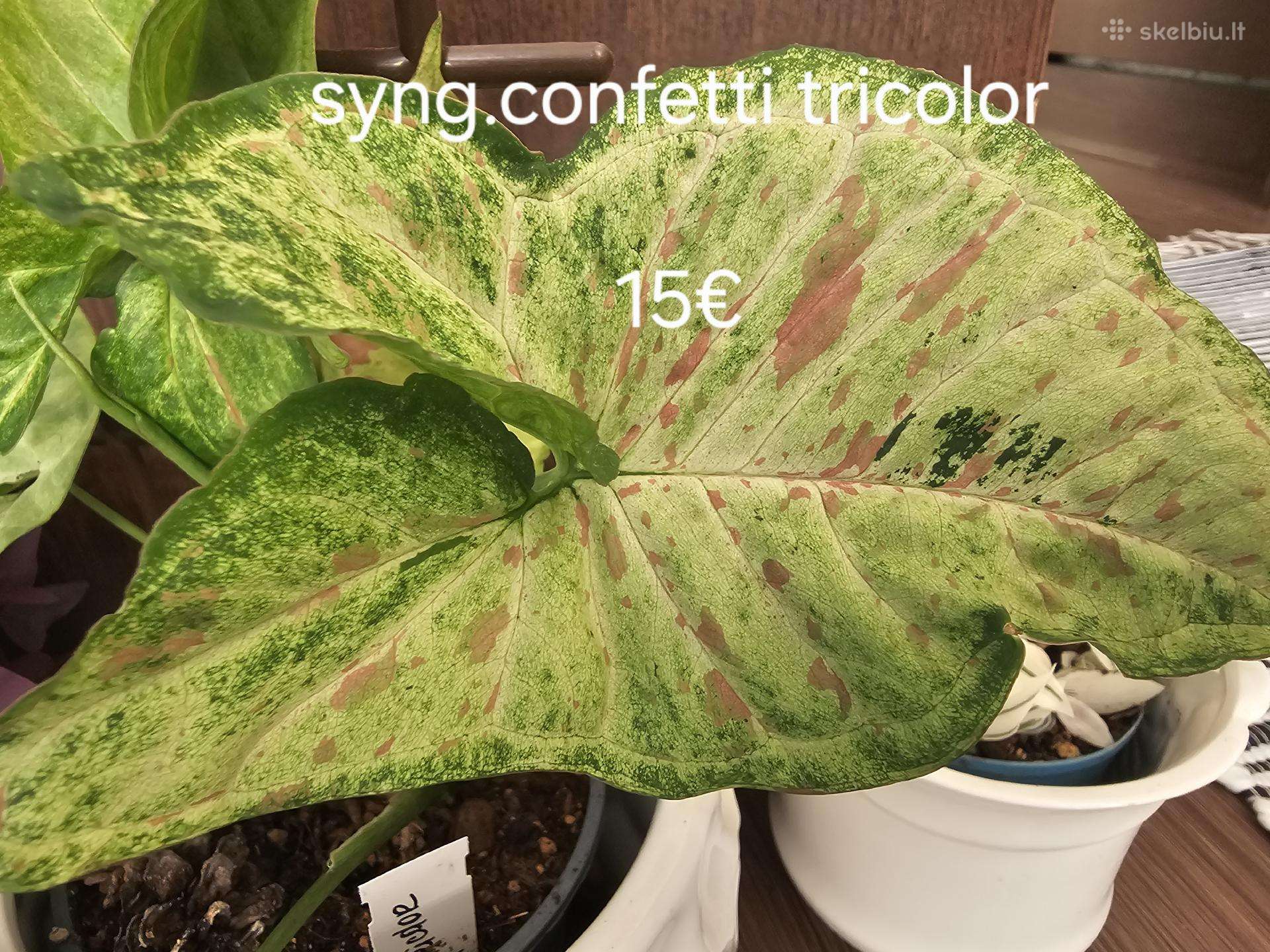 Syngoniumai