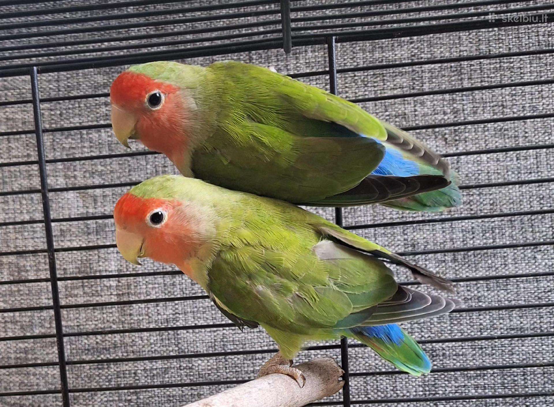 Agaporniai