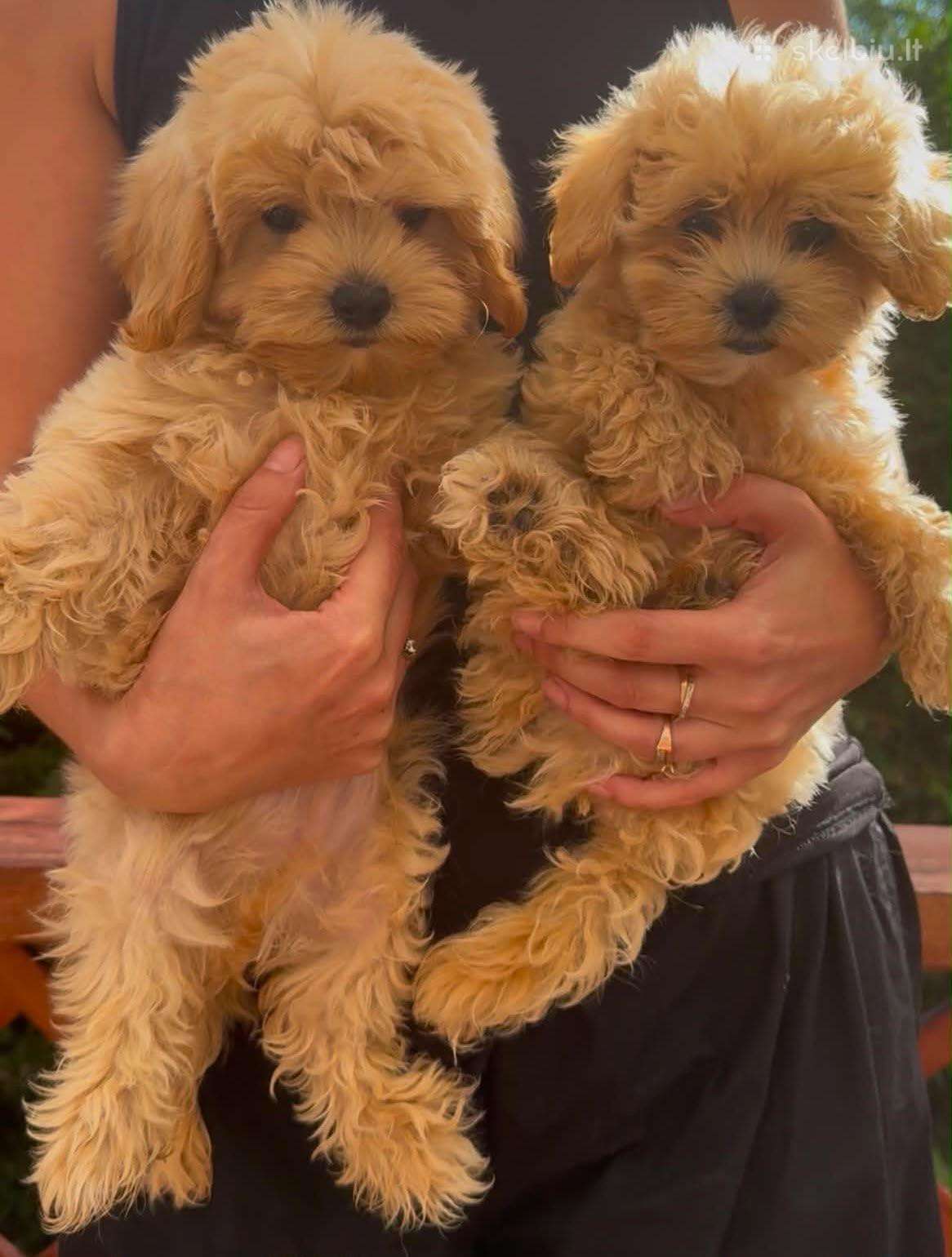 Maltipoo F1