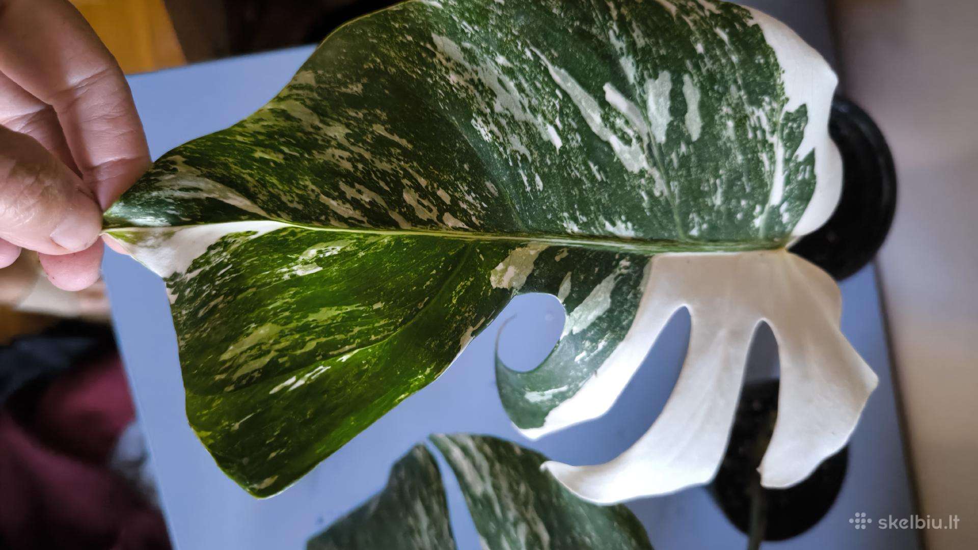 Monstera albo variegata