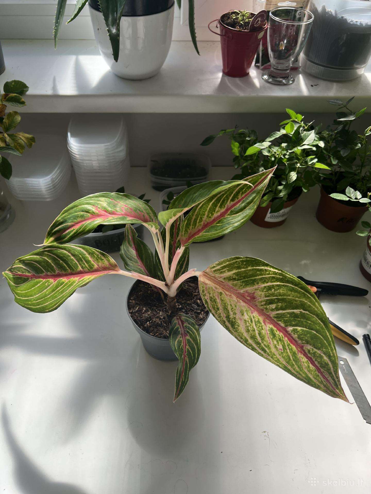 Aglaonema “siam aurora