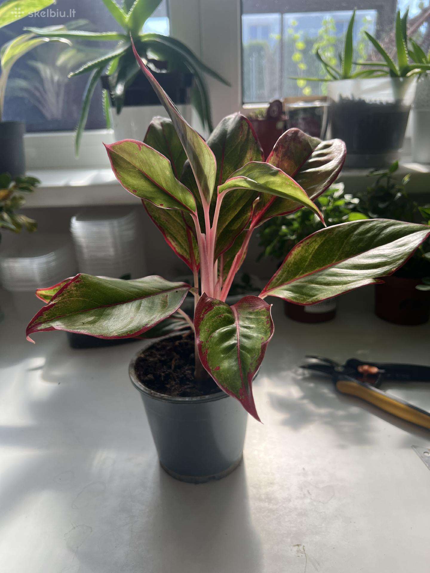 Aglaonema 'Crete'