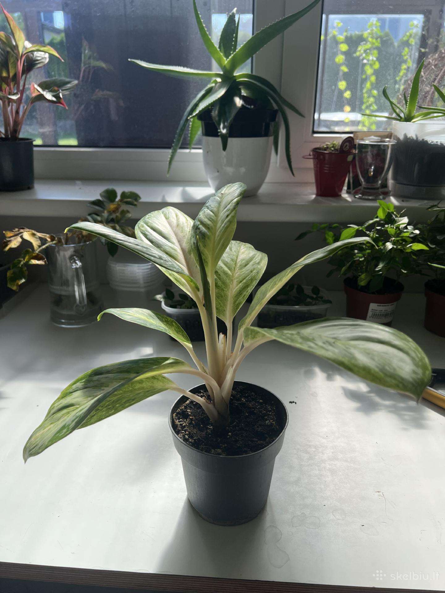 Aglaonema 'White Joy'