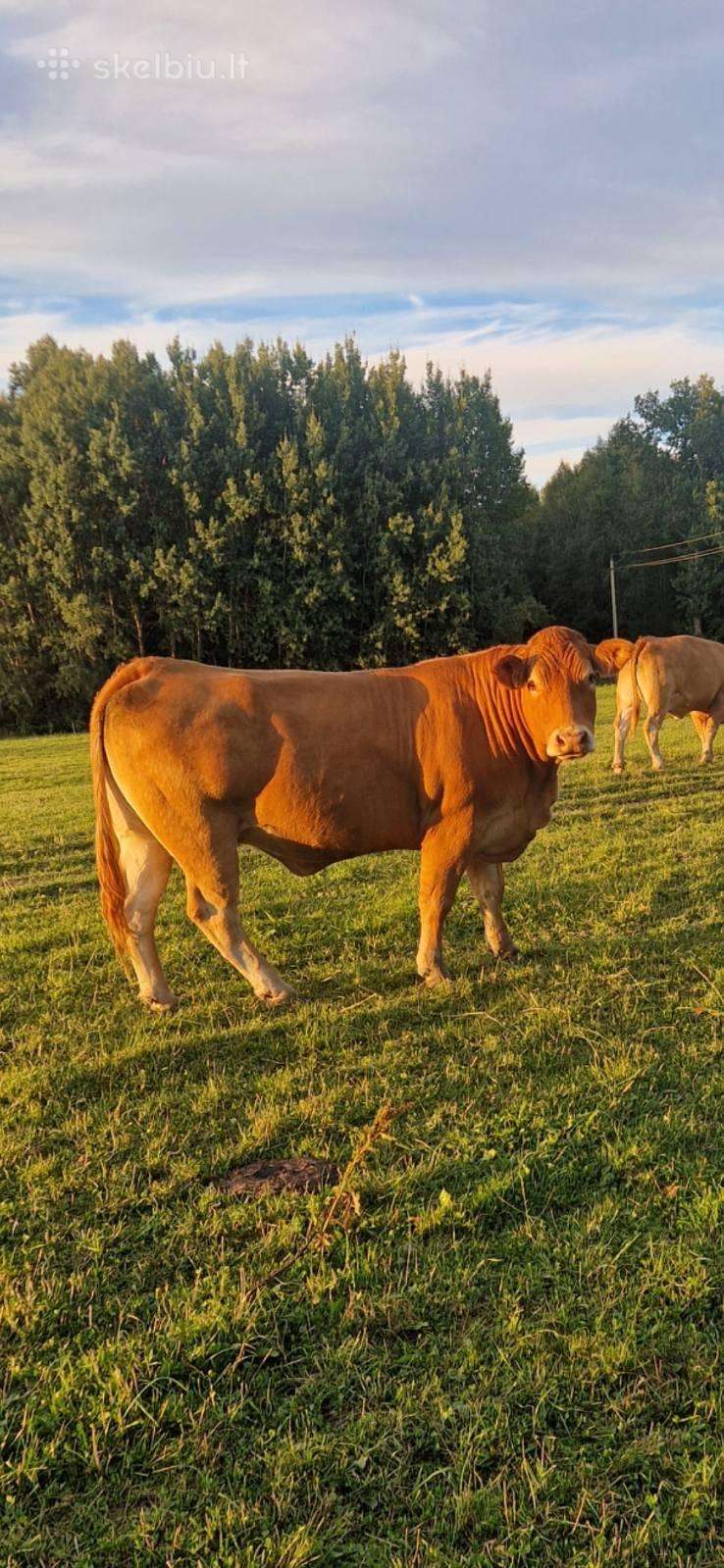 Parduodama limuzinų banda