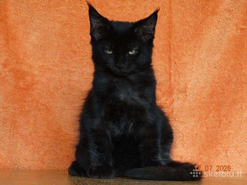 Meino meškėnų kačiukas Lauren