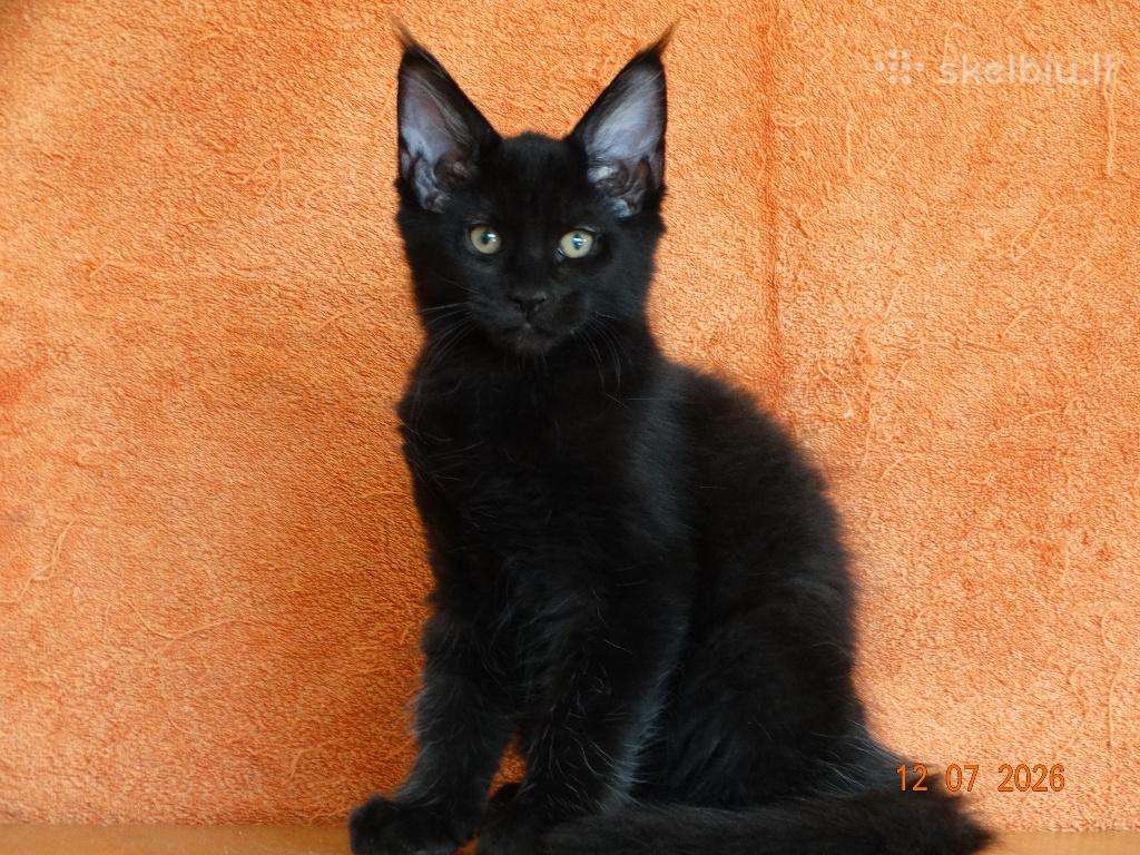 Meino meškėnų kačiukas Lenny