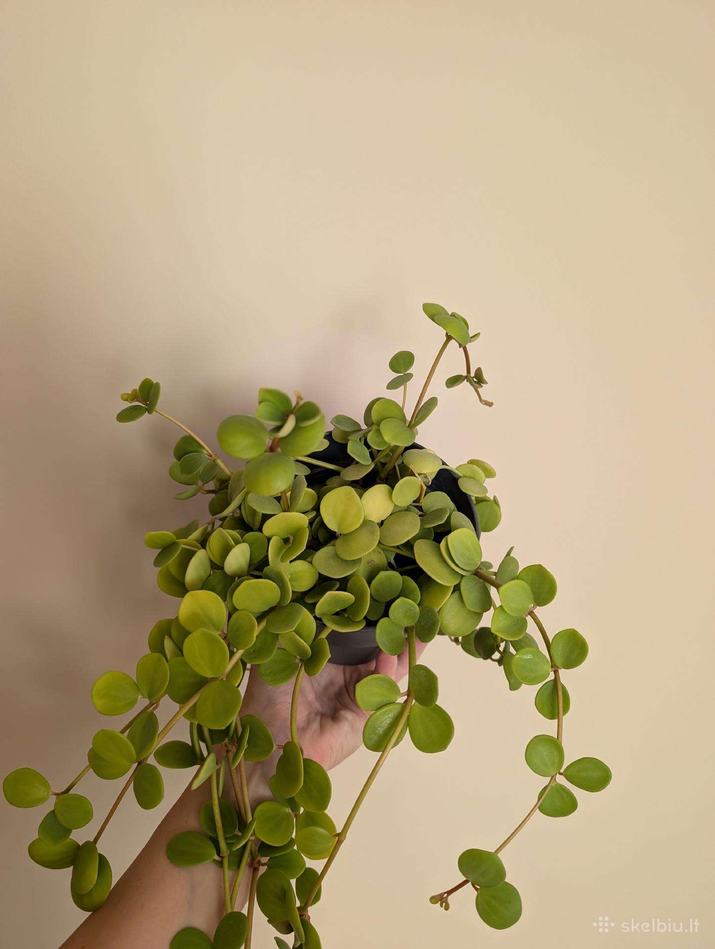 Peperomia hope