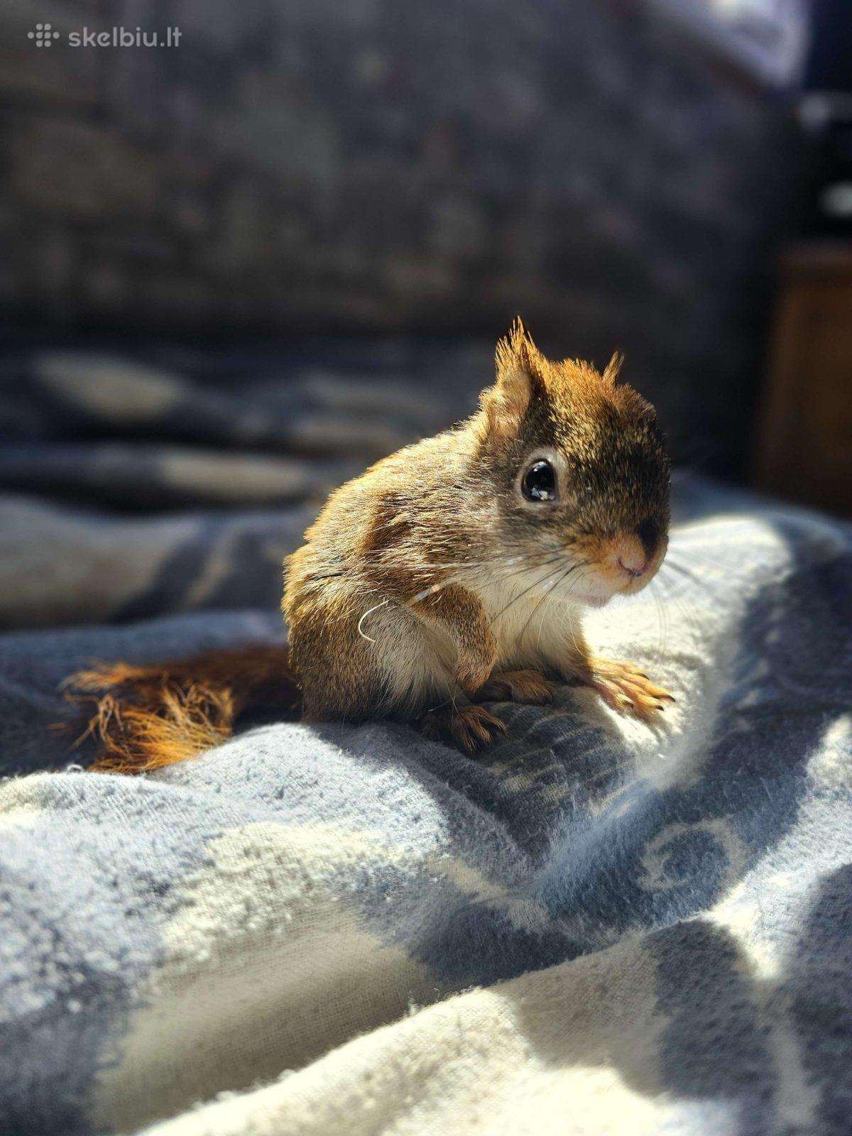 Vovere Red American squirrel