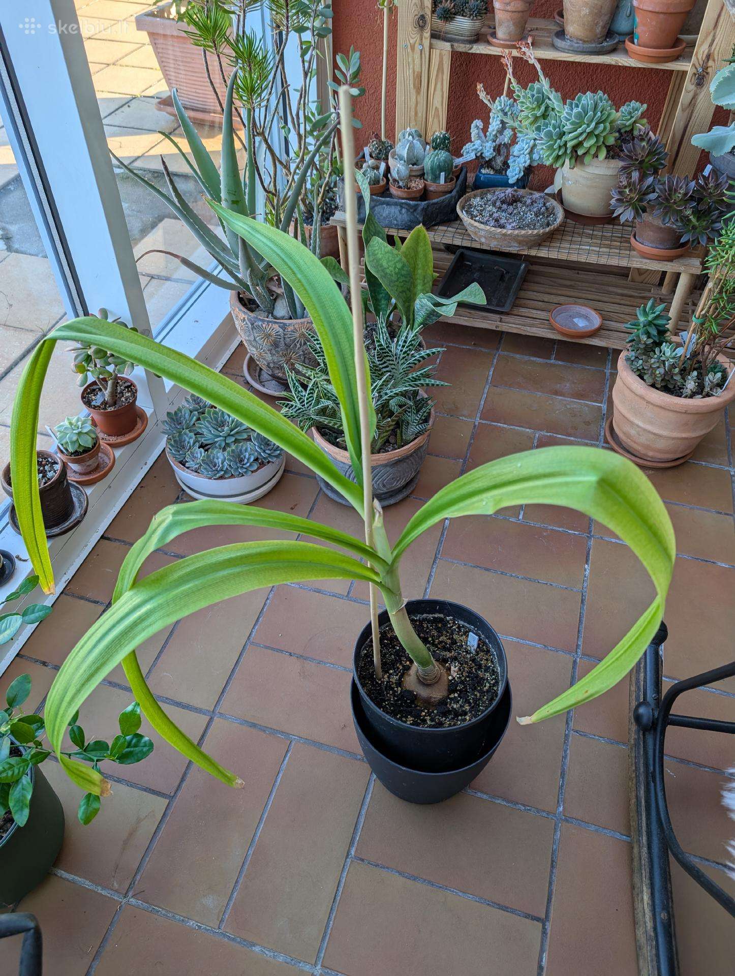 Krinas (crinum) amarilių šeimos, žydi