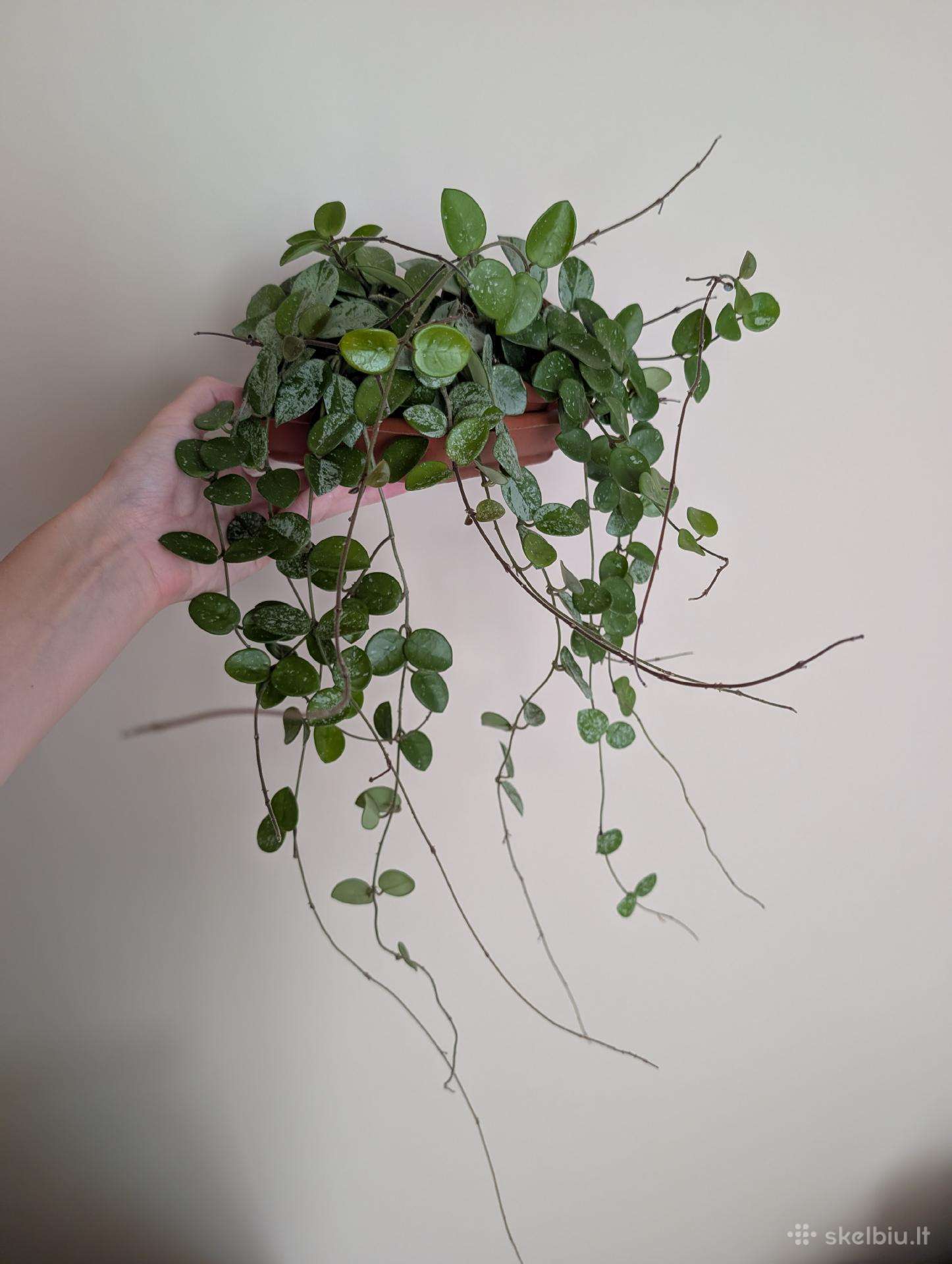 Hoya mathilde