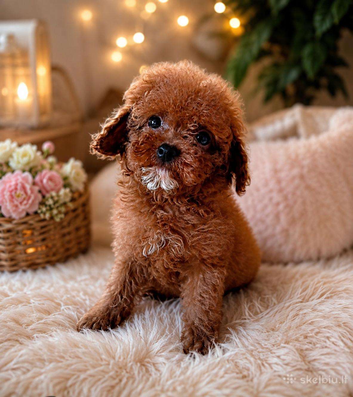 Teacup pudeliukas