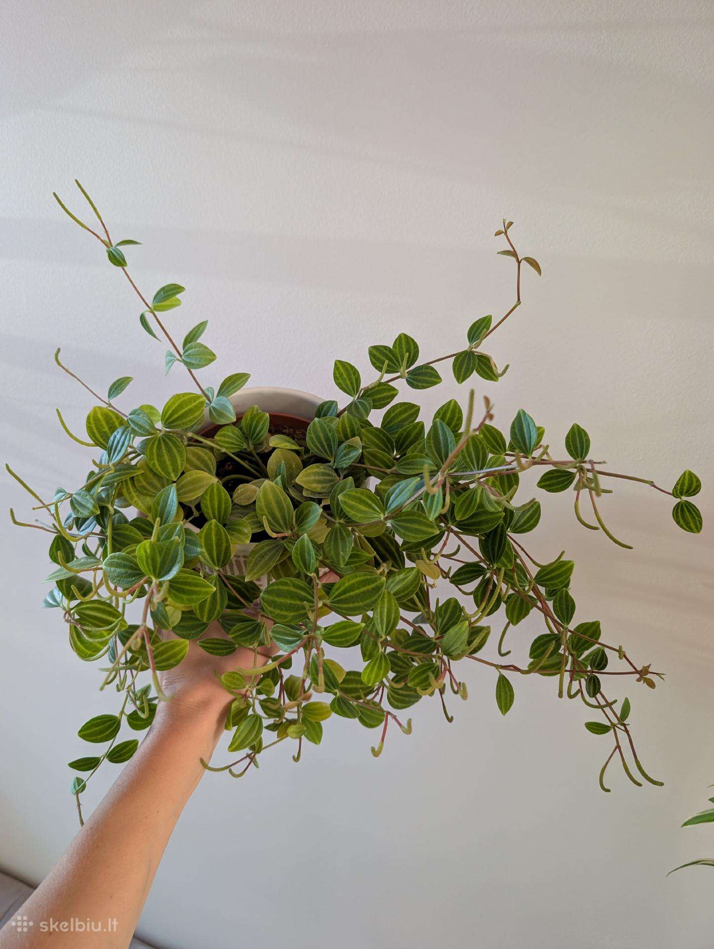 Peperomia angulata