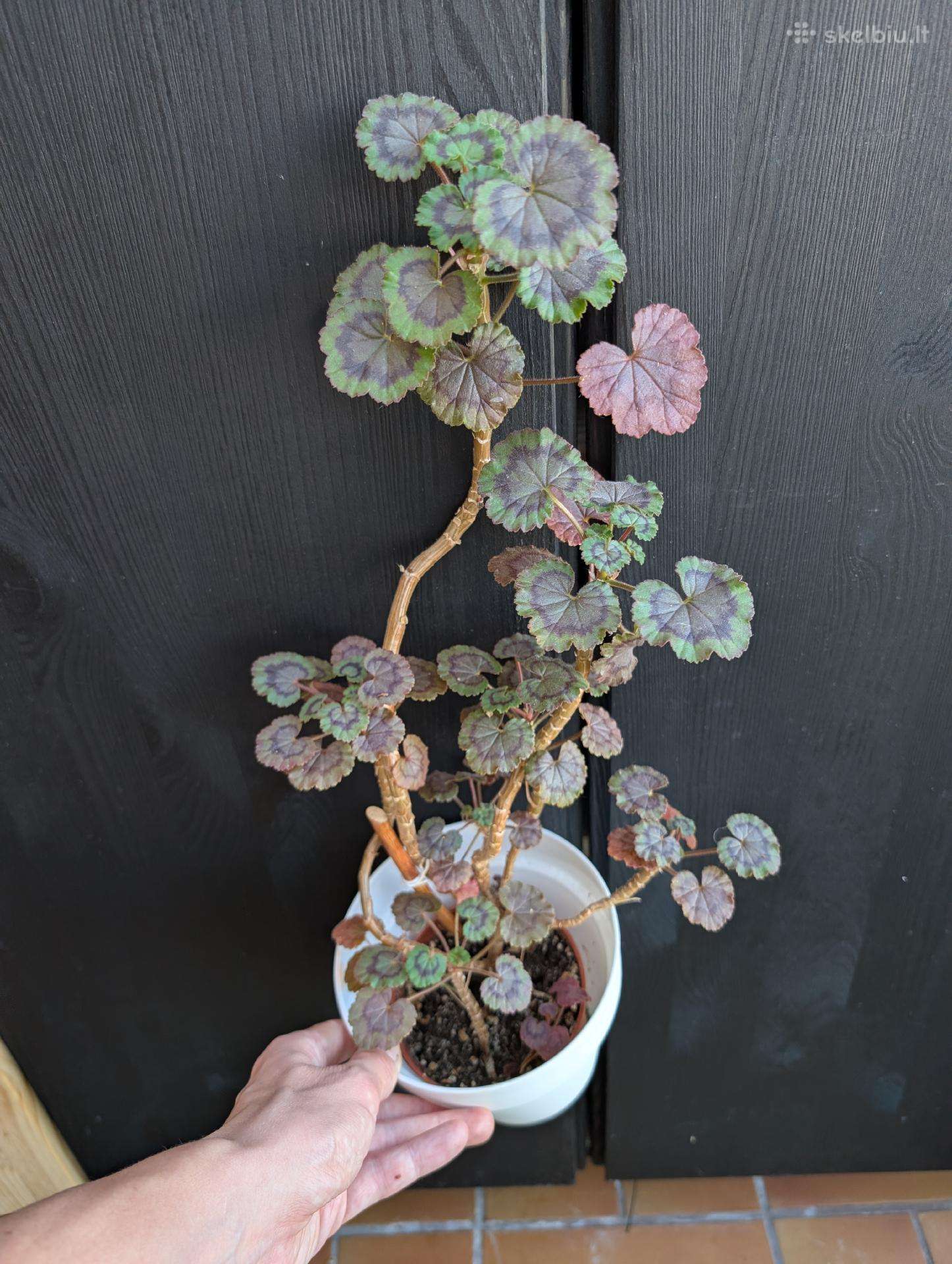 Pelargonija margalapė