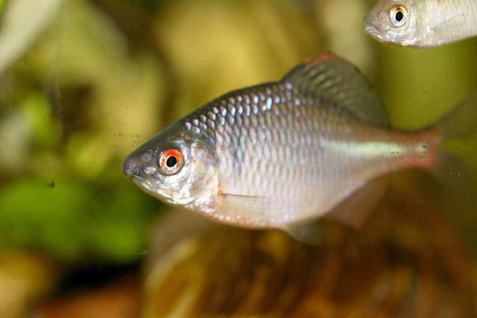 Kartuolės (bitterlingrhodeus sericeus)