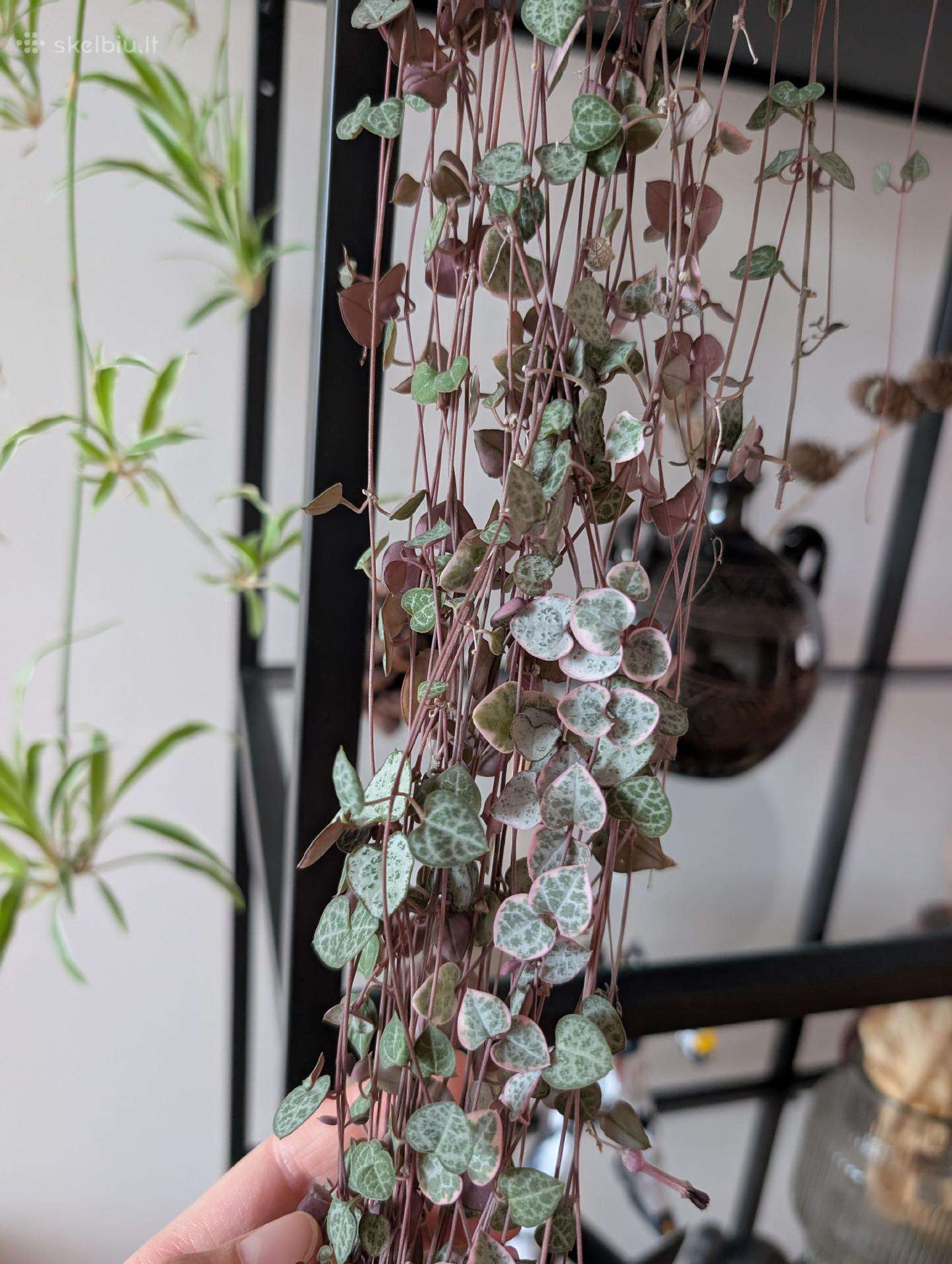 Ceropegia woodii