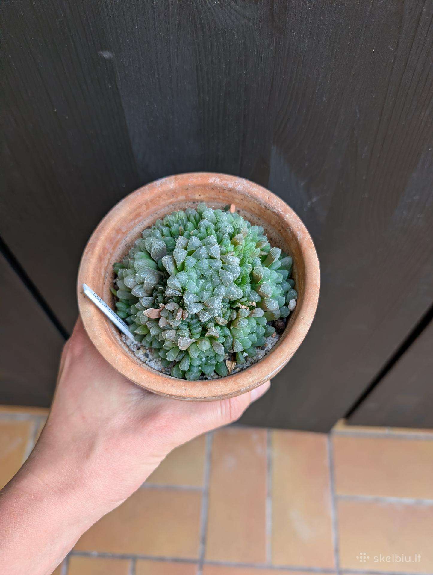 Haworthia