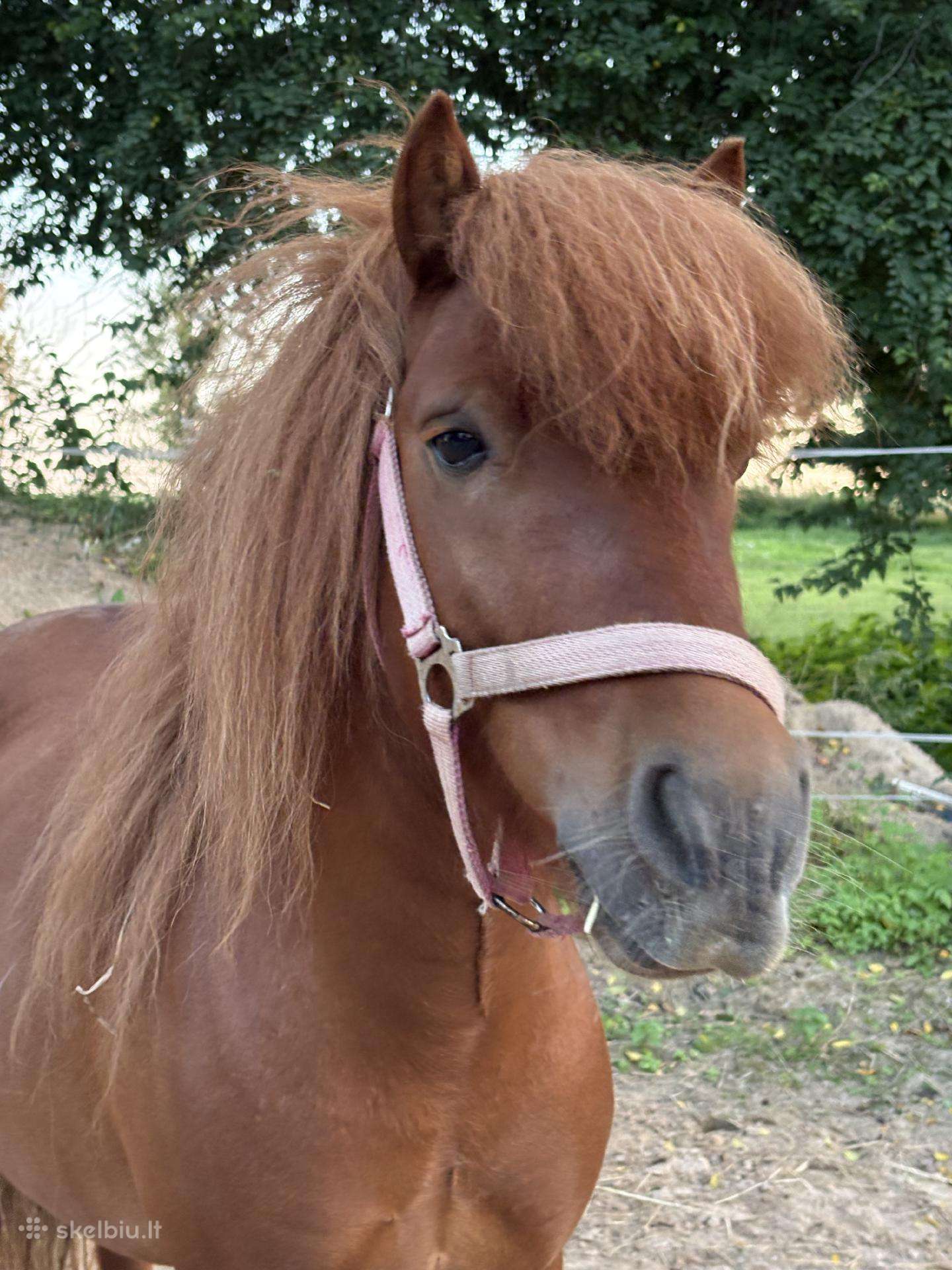 Ponis kastratas