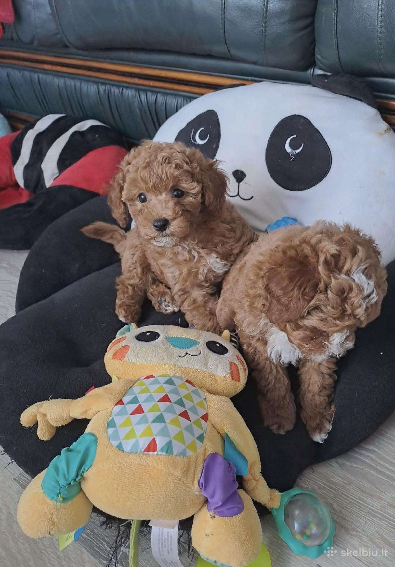 Maltipoo toypudel ir bisones suniukai