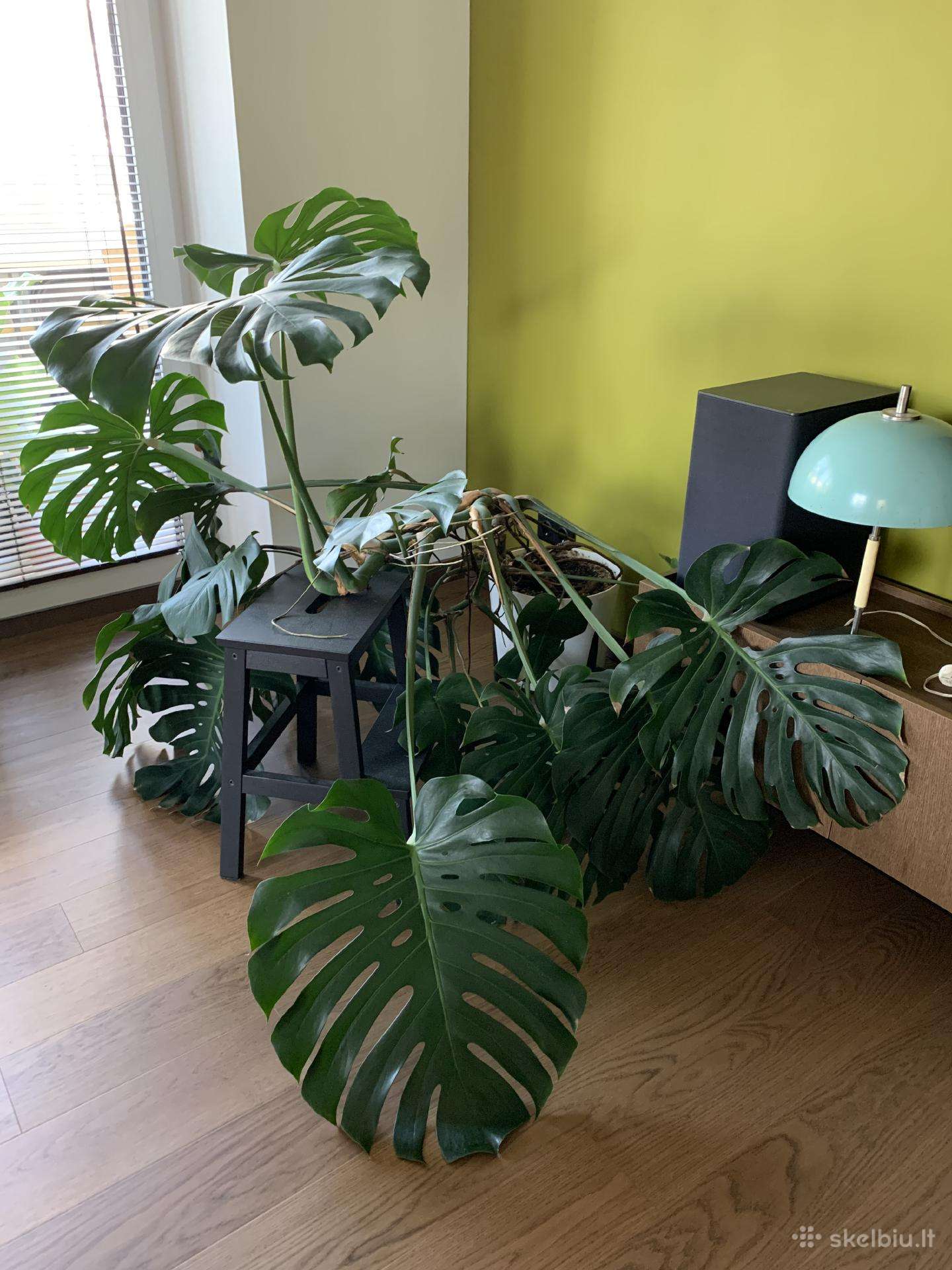 Monstera deliciosa