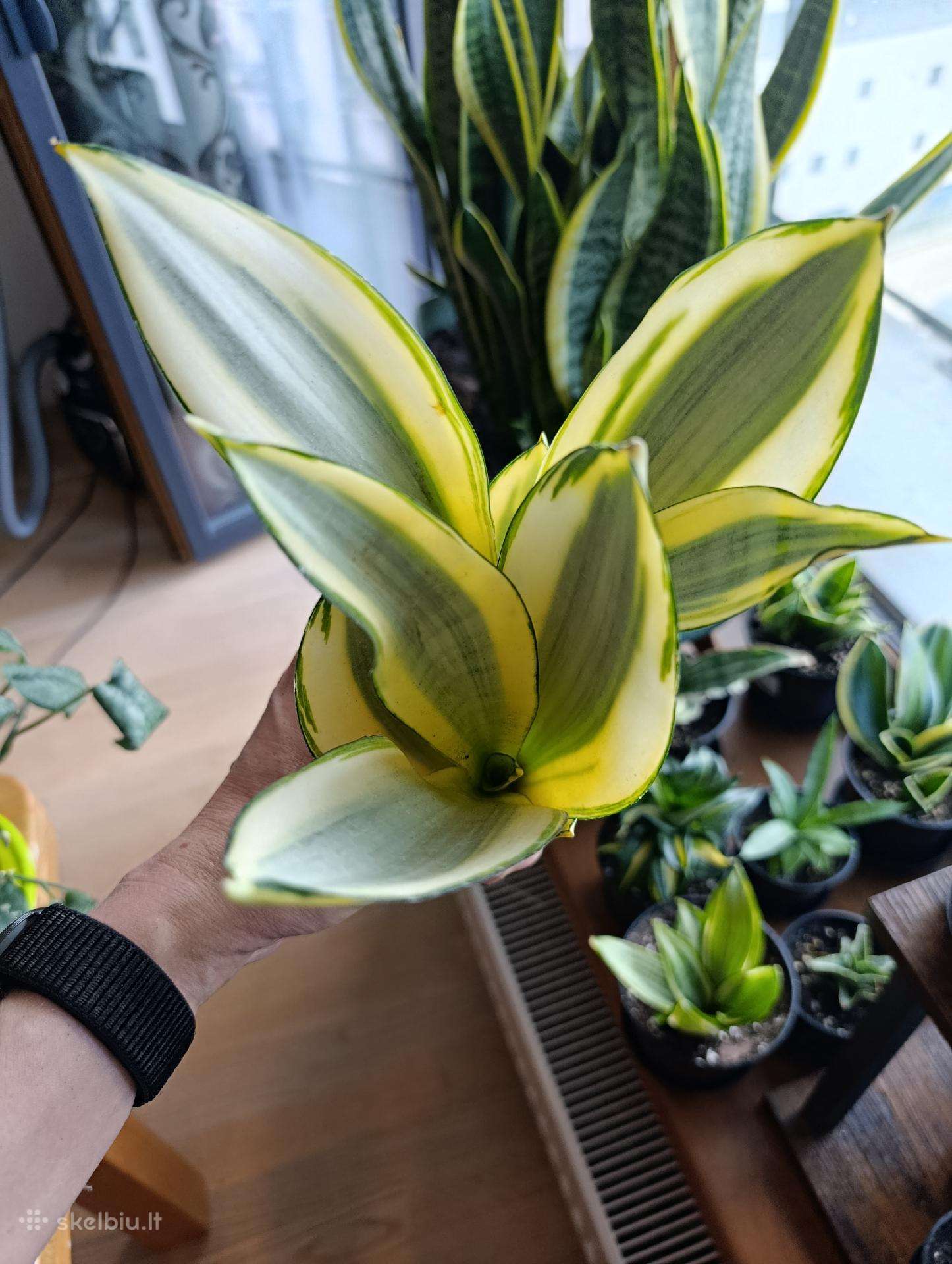 Sansevieria ghost