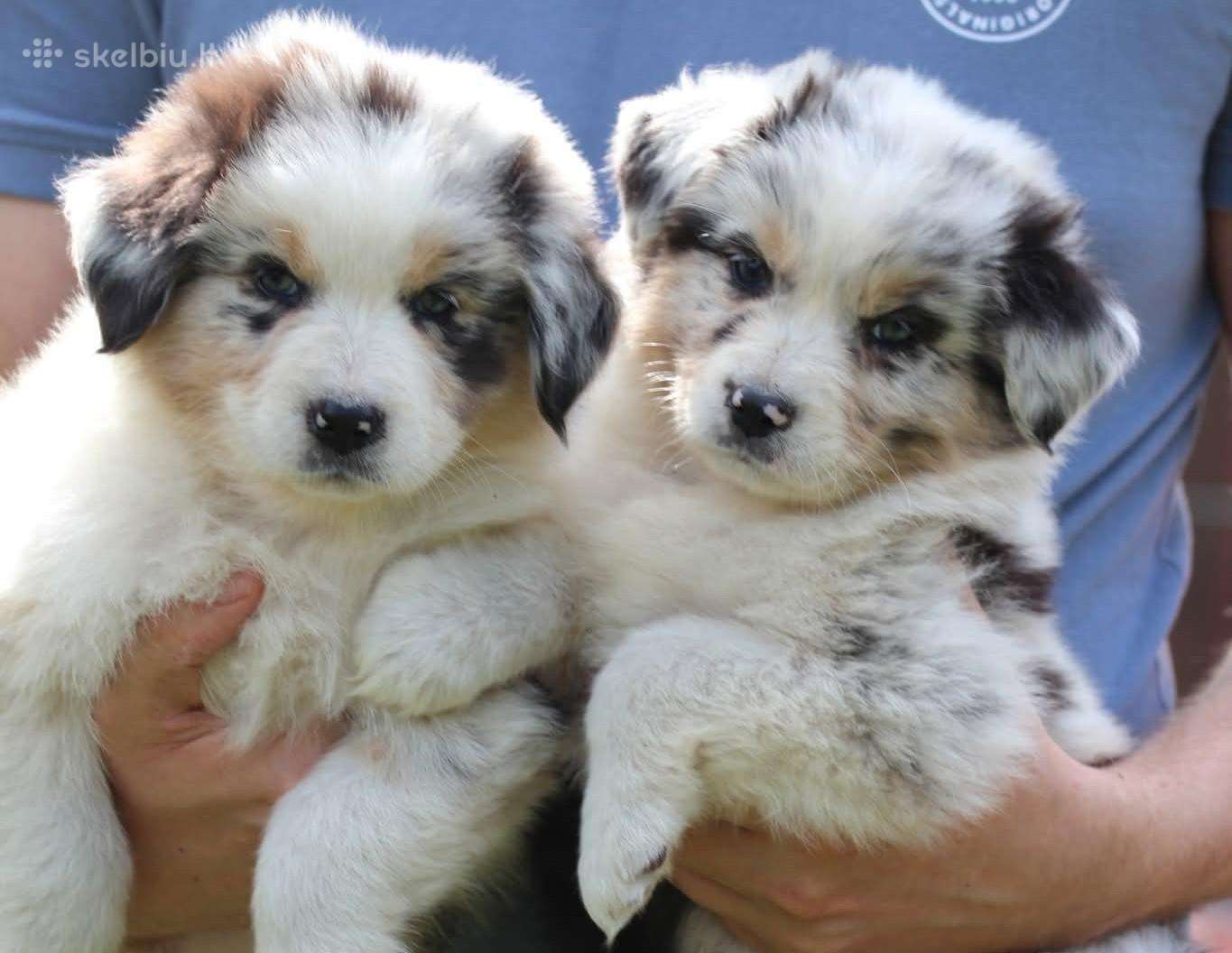 Aussi blue merle mergaite