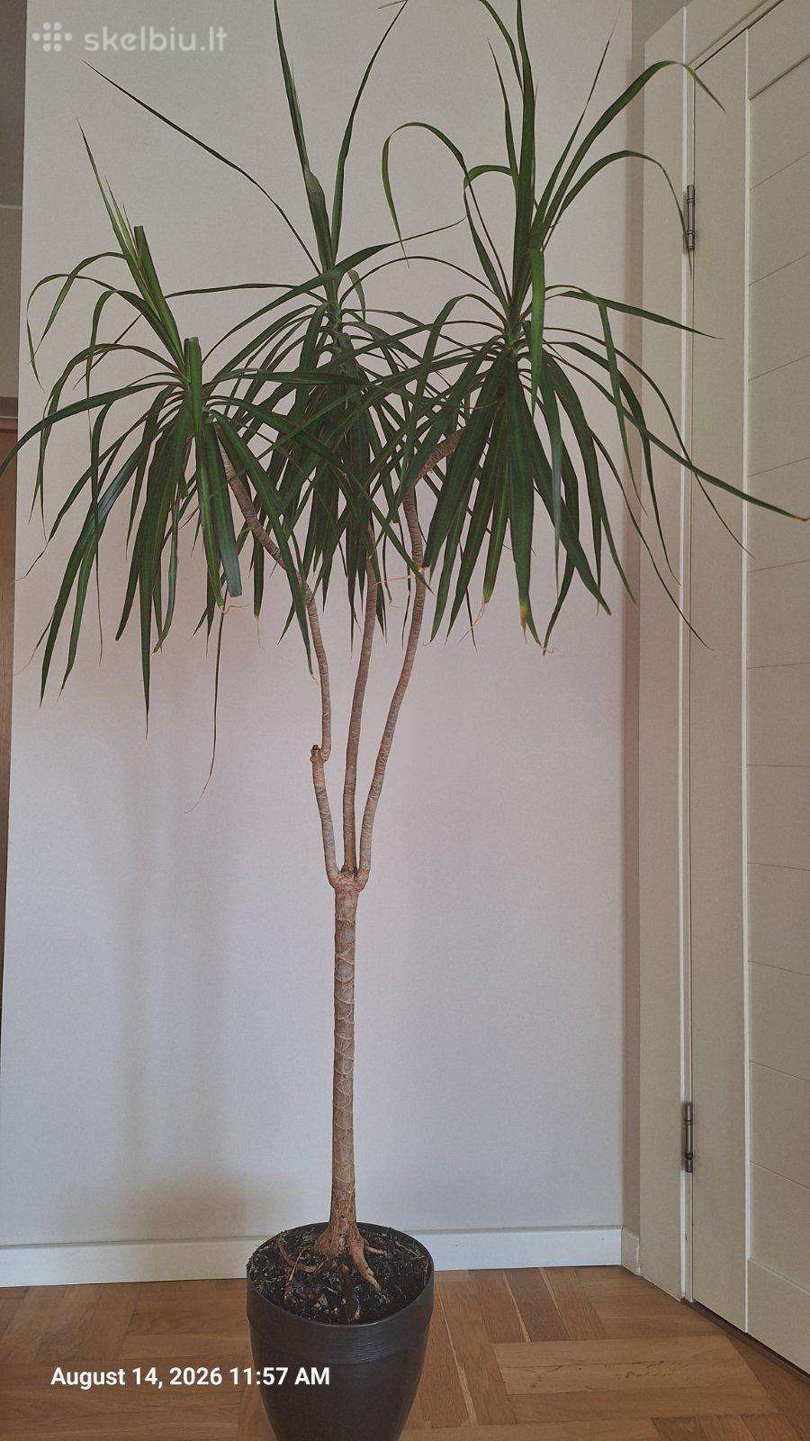 Parduodu Dracaena