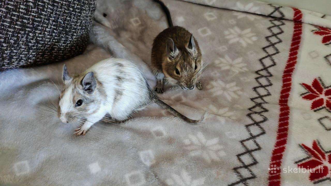 Parduodam degu su narve