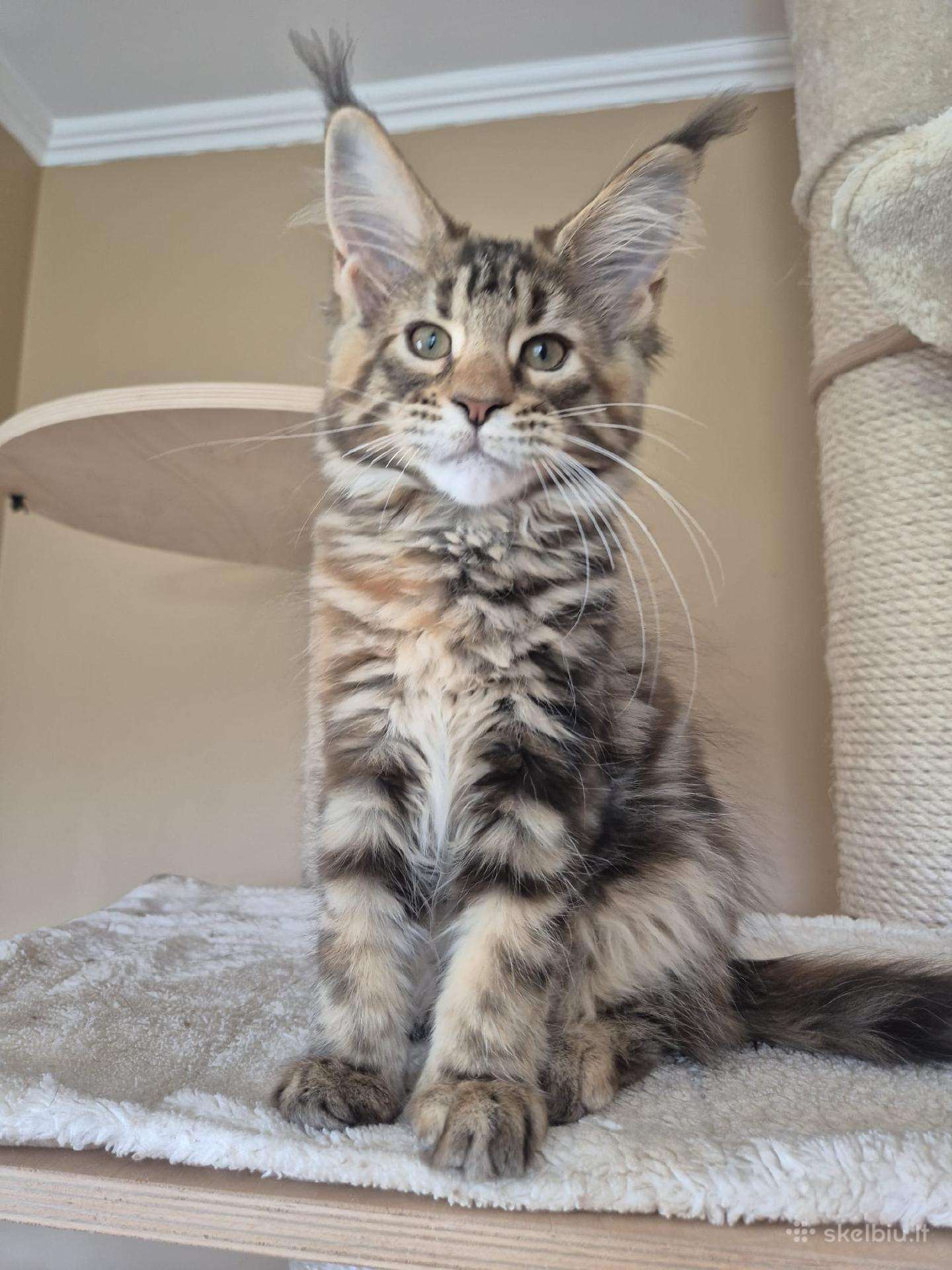 Mainecoon f22