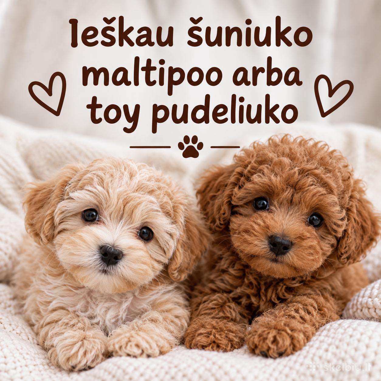 Ieškau maltipoo, toy pudeliuko