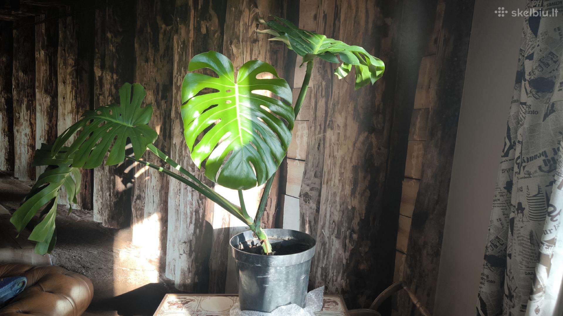 Didzialape monstera deliciosa